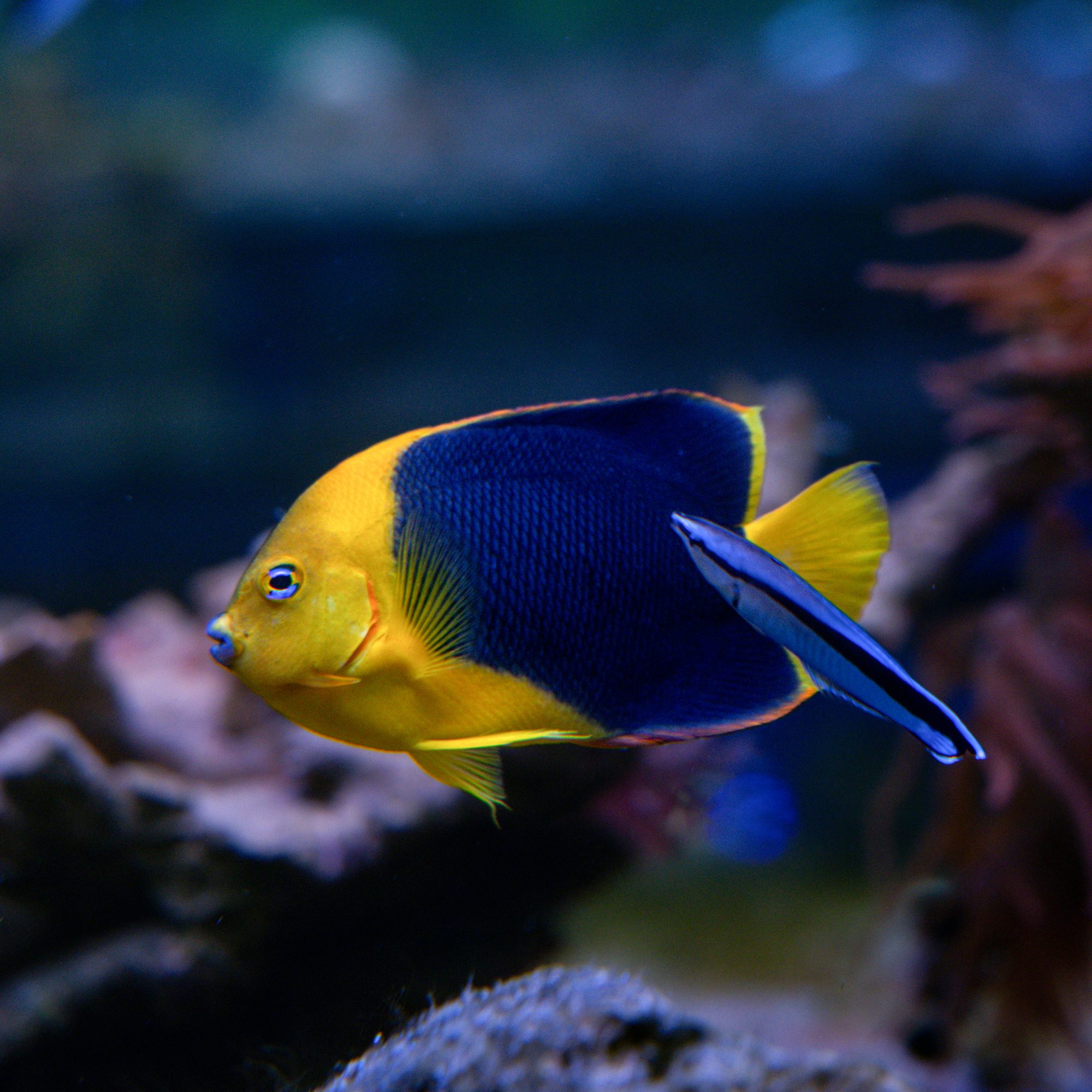 Rock Beauty Angelfish