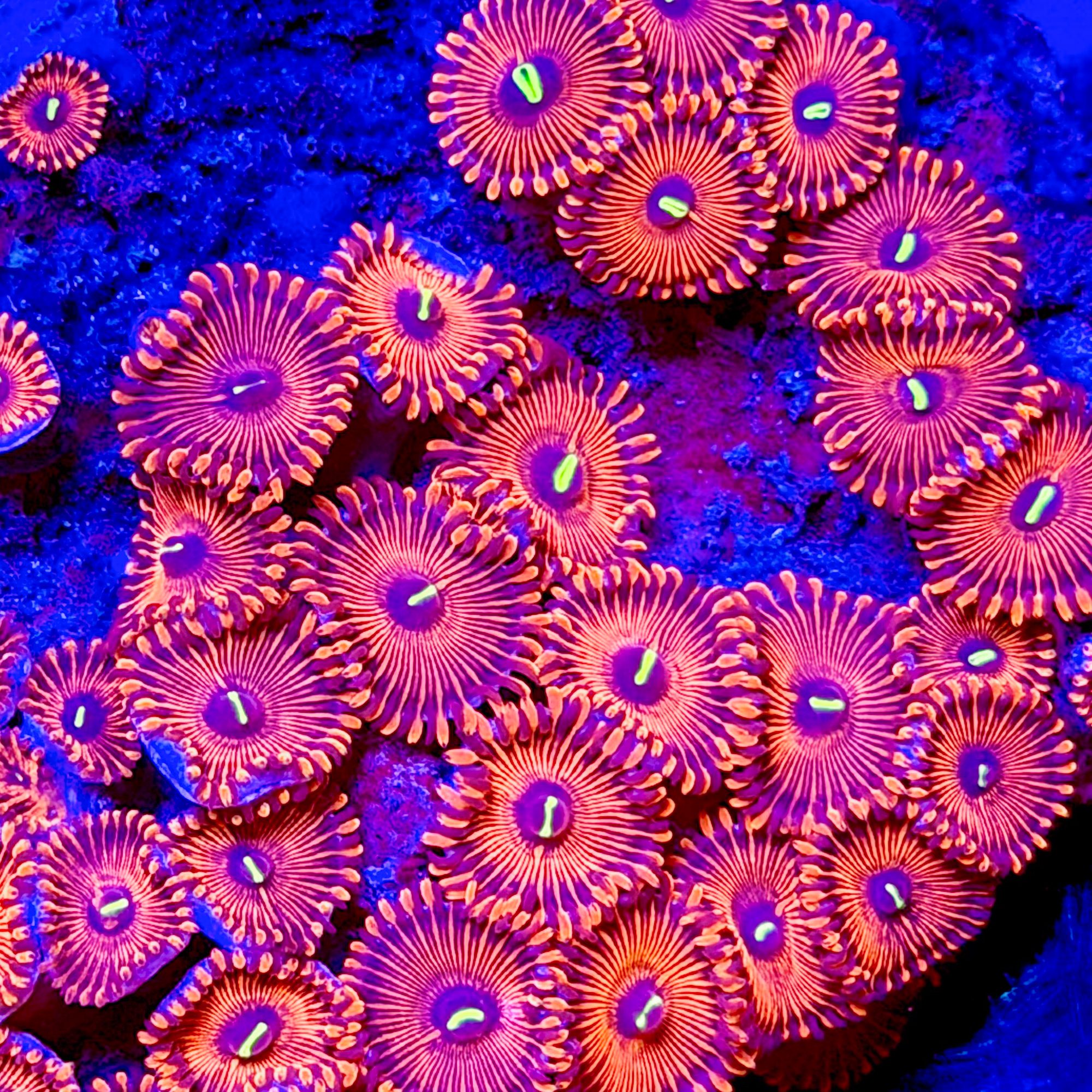 Red People Eater Palythoas