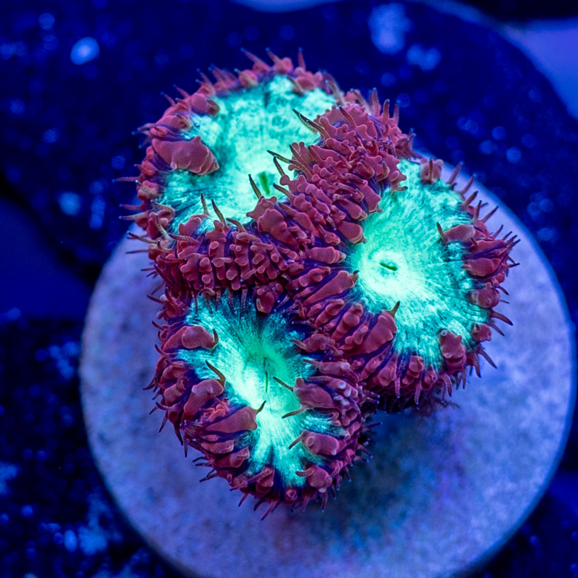 Ruby Red Blastomussa Frag