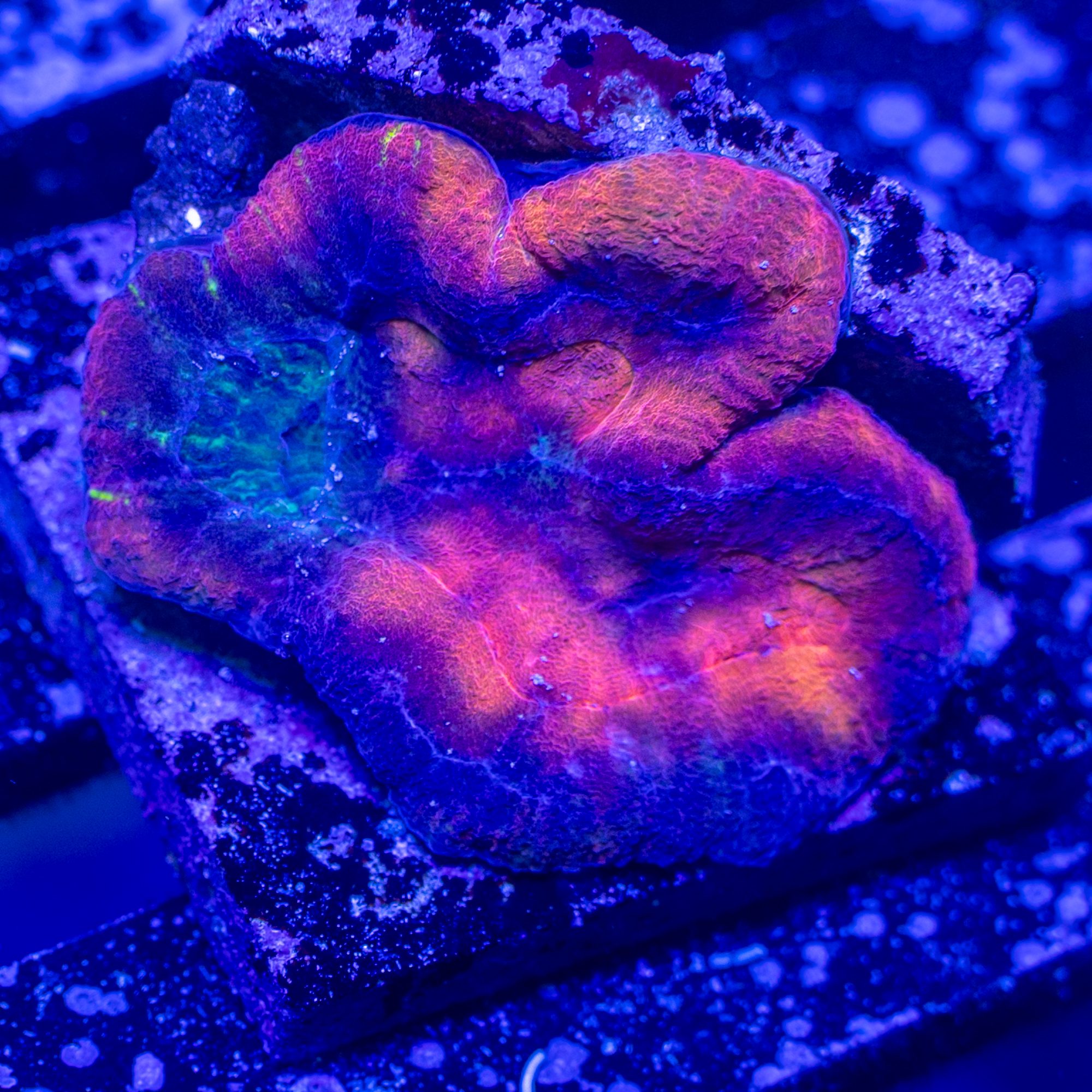 DRC Savage Symphyllia