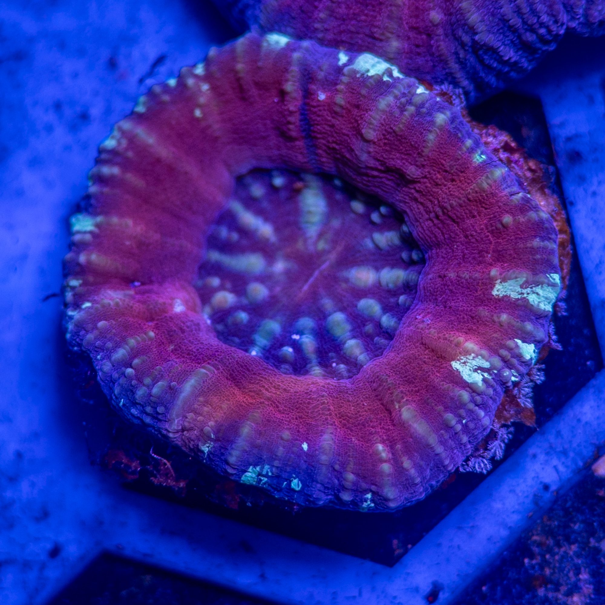 Scarlett Grim Scolymia