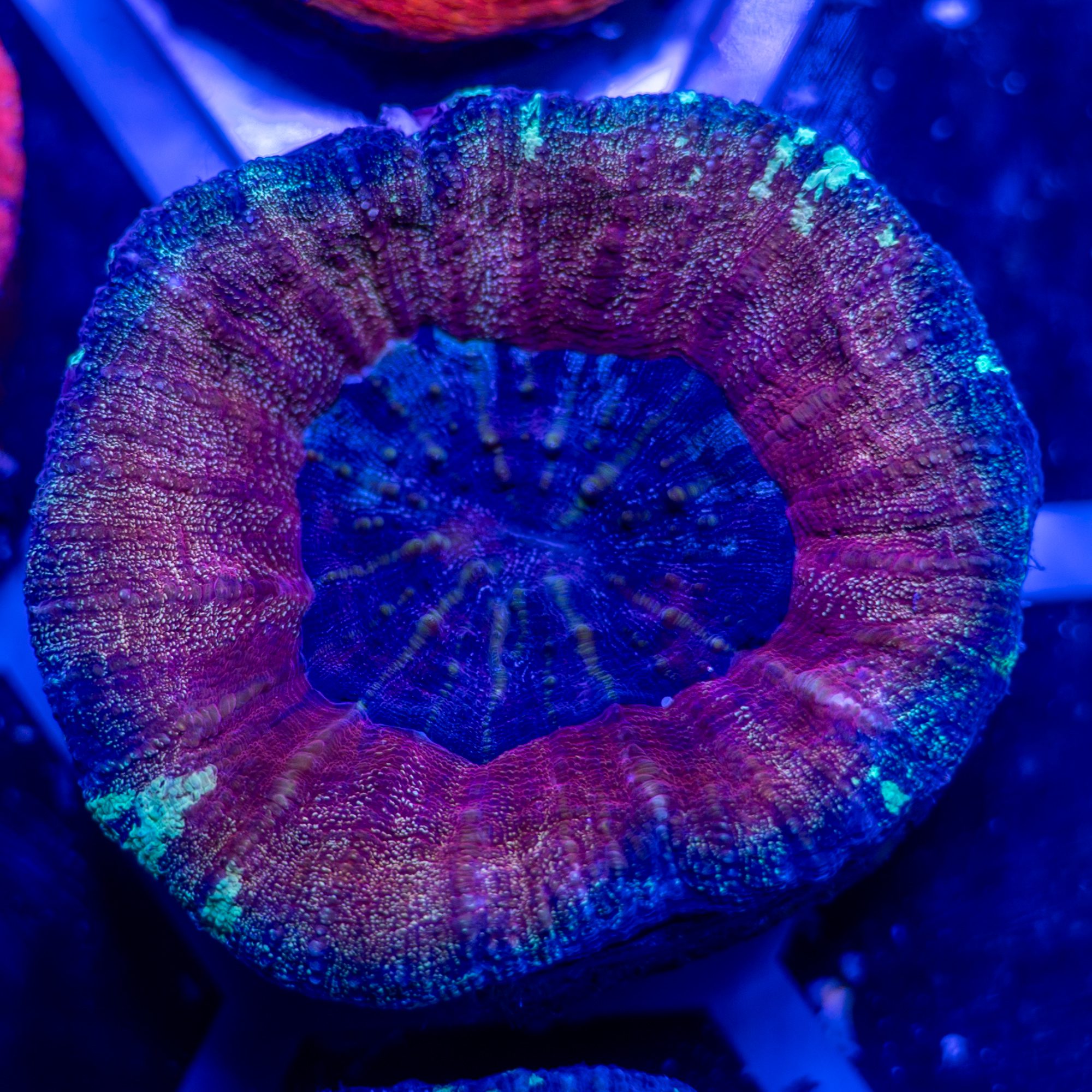 Purple Love Scoly 1