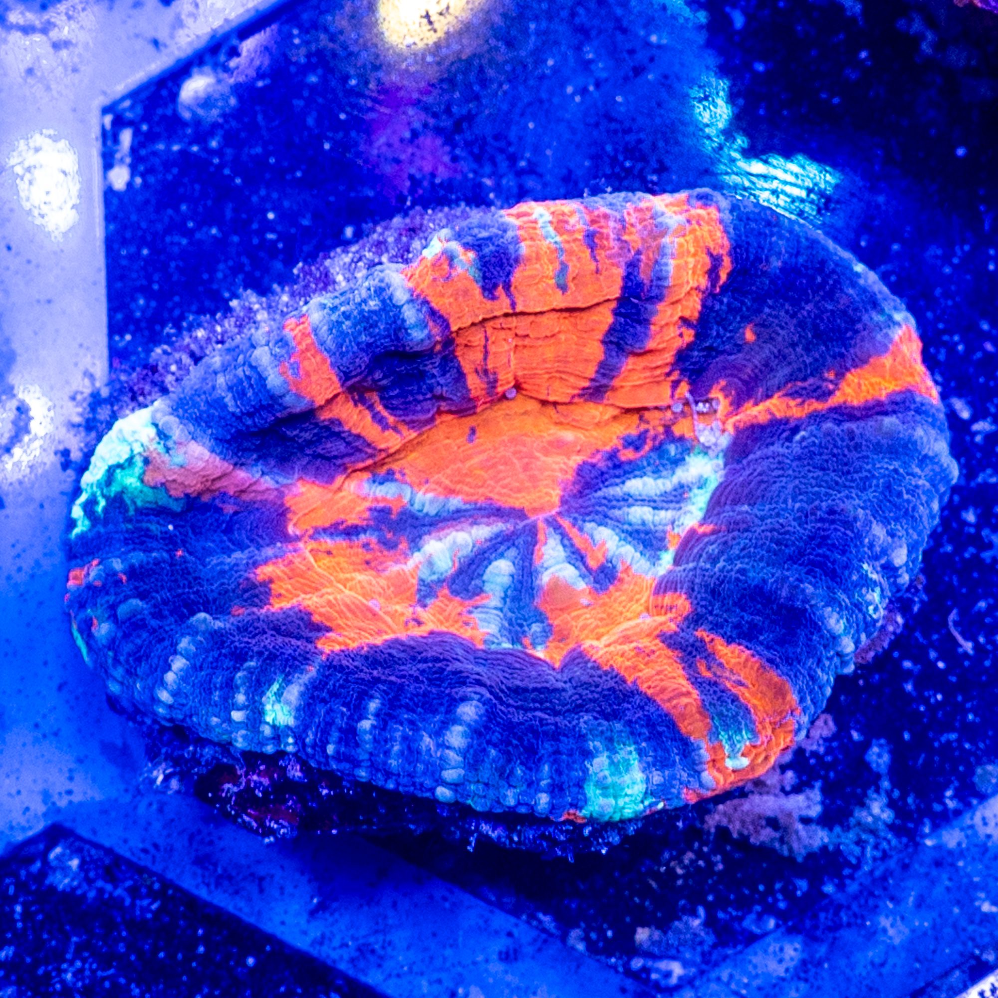 Smushed Warpaint Scoly