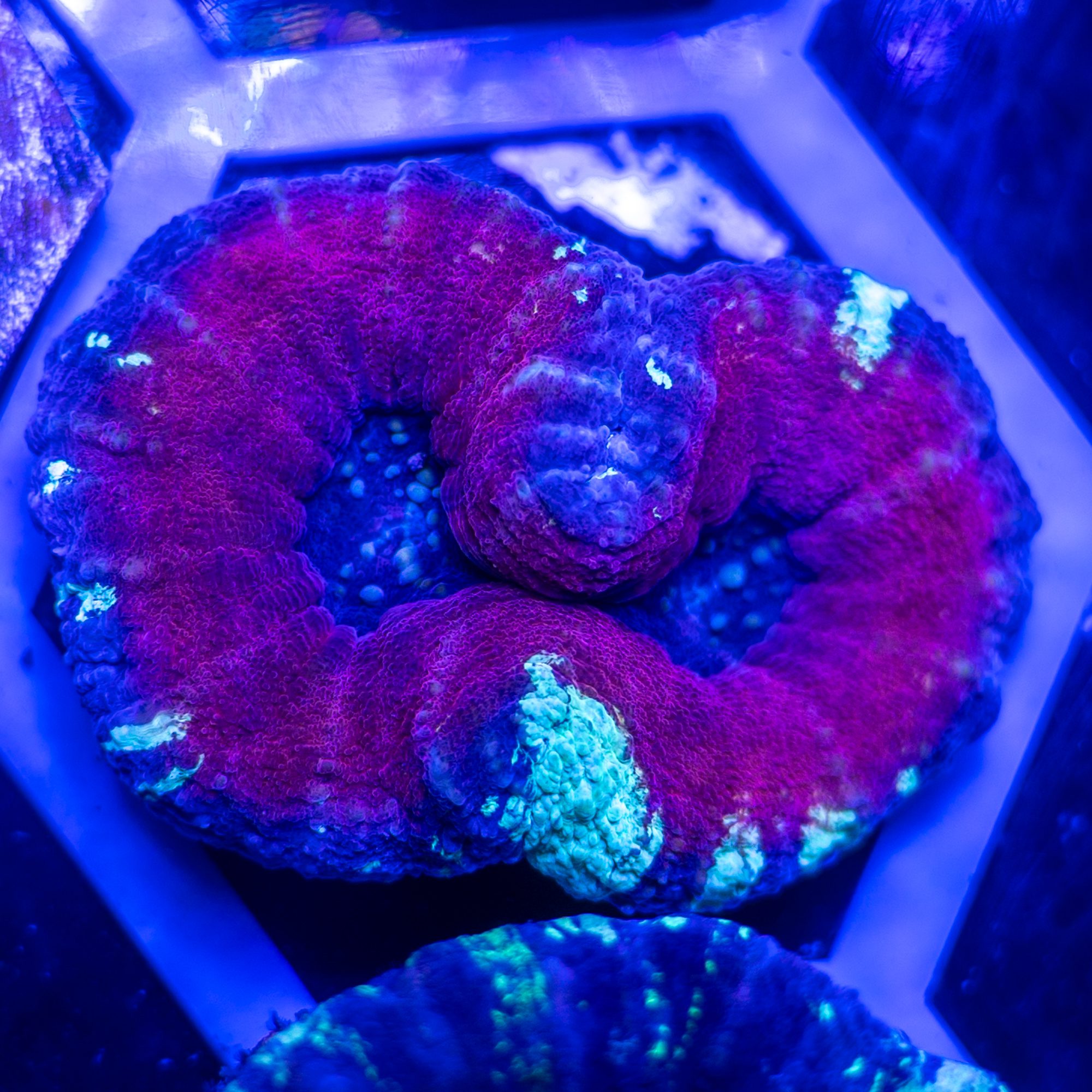 Purple Love Scoly 5
