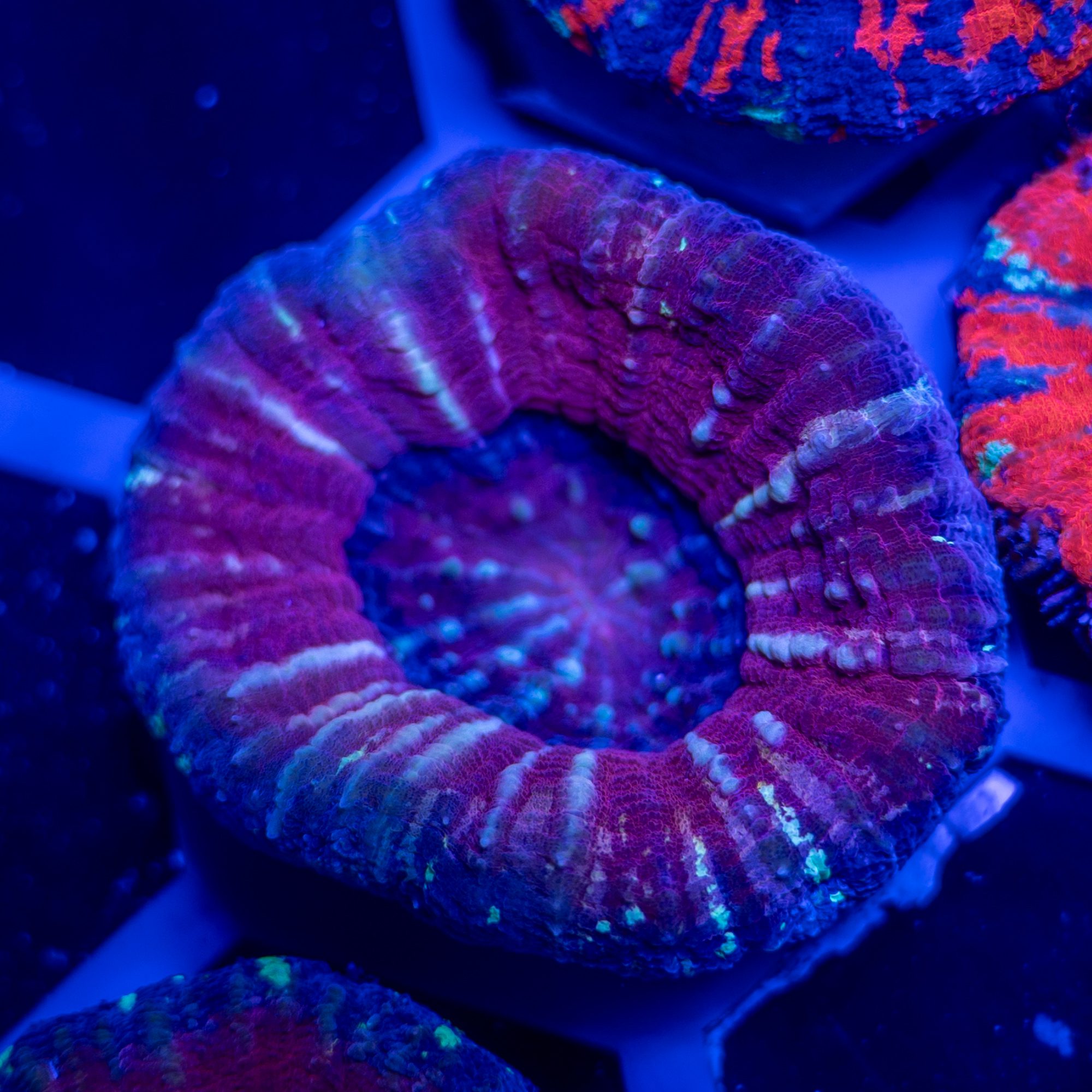 Purple Love Scoly 6