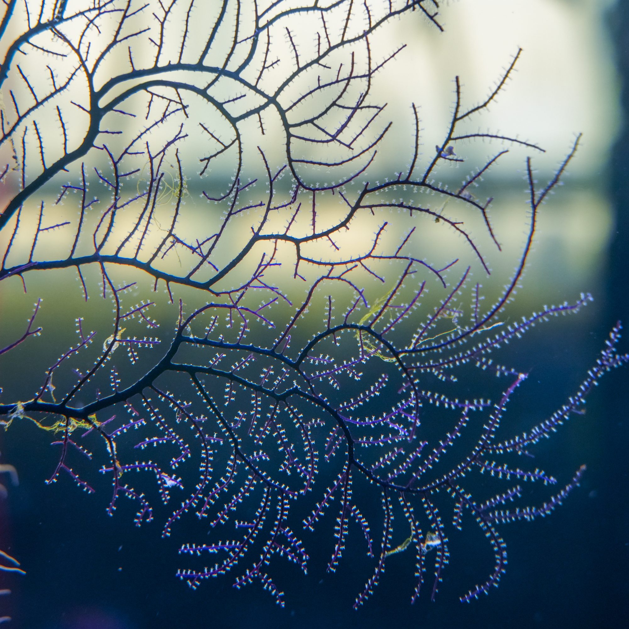 Purple Ornate Sea Fan