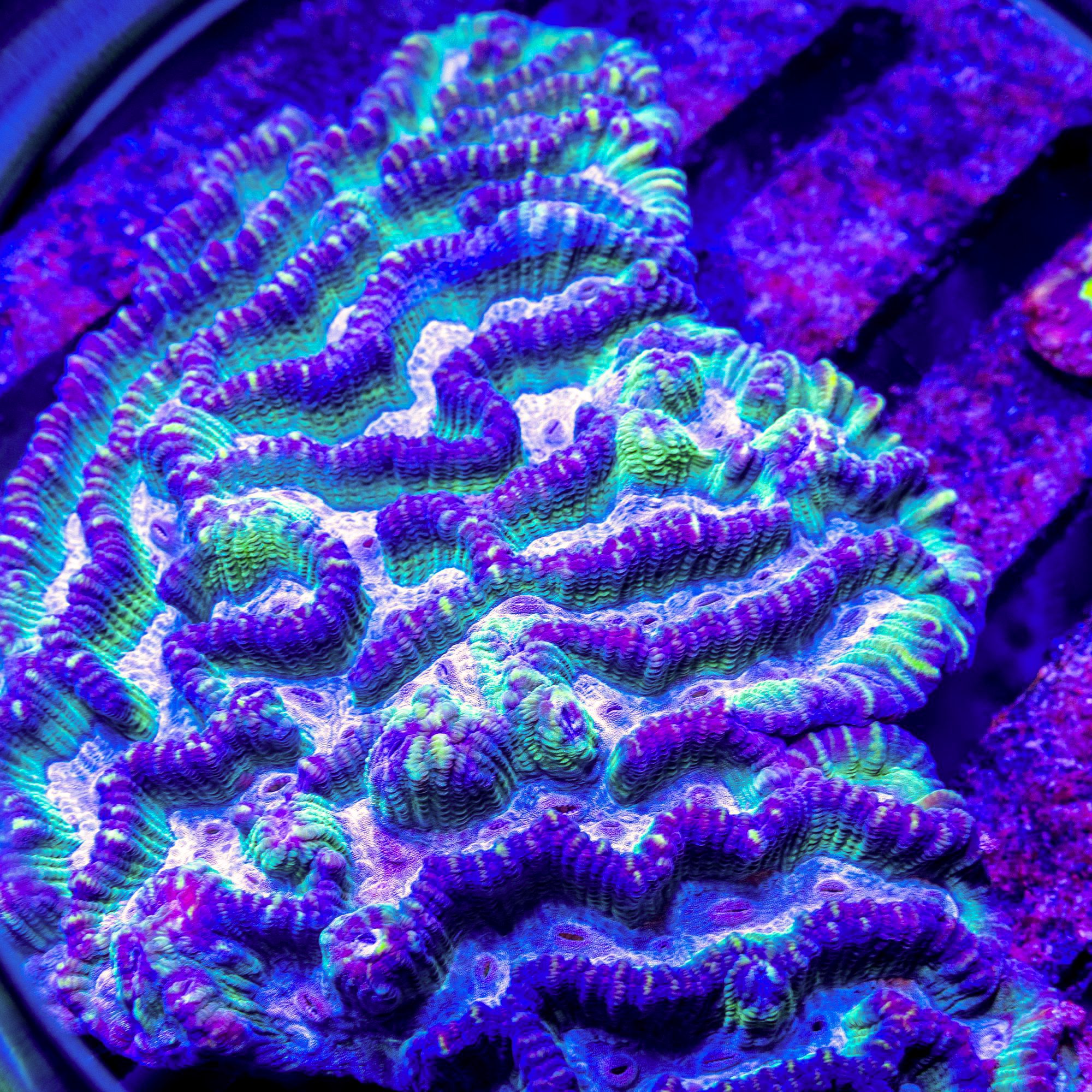 Shock Wave Oulphyllia