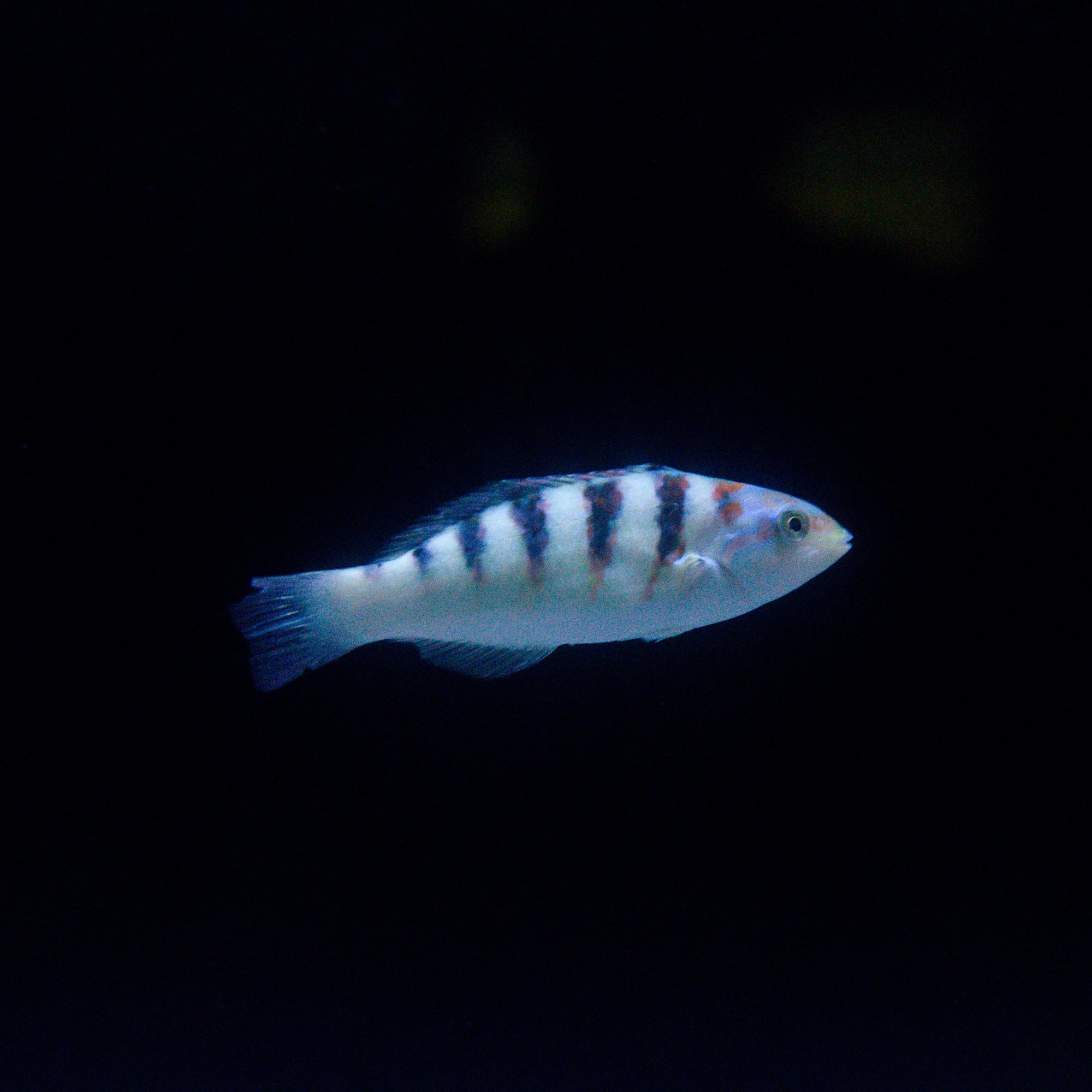 Sixbar Wrasse, juvenile