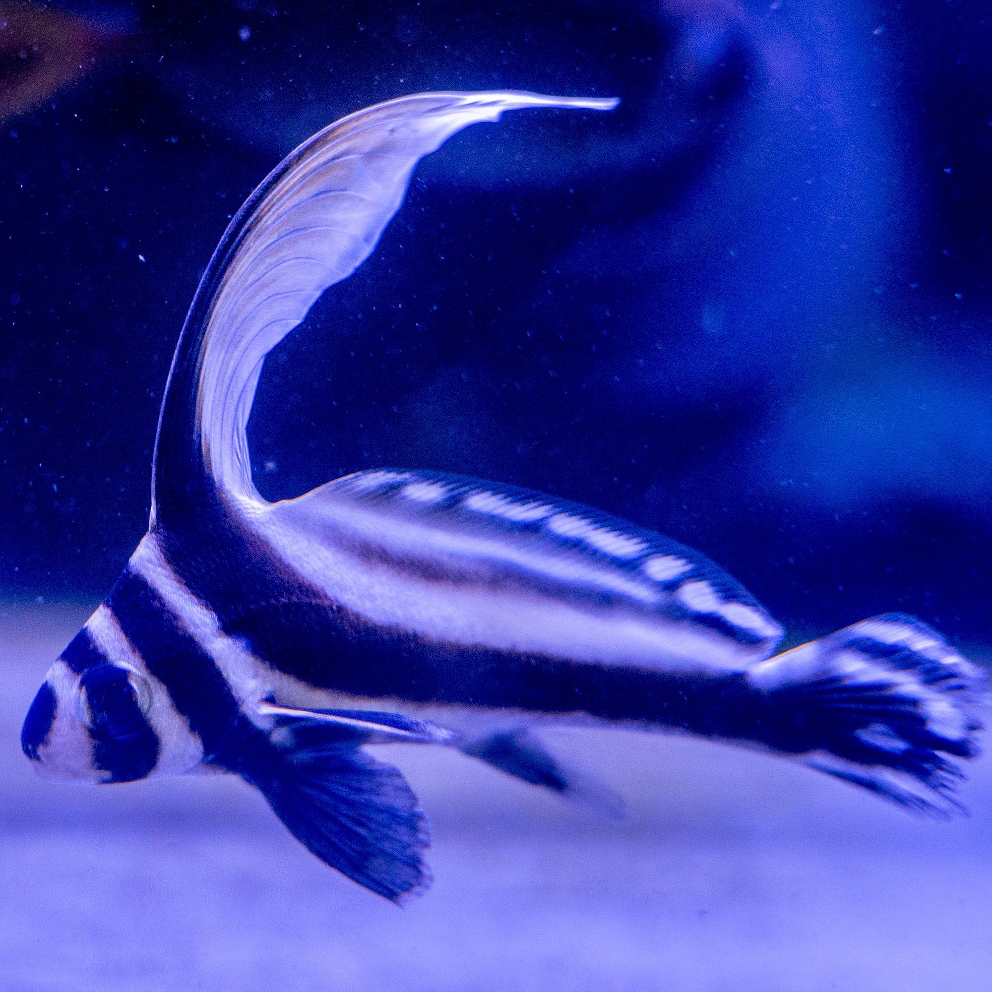 Spotted HiHat Drumfish