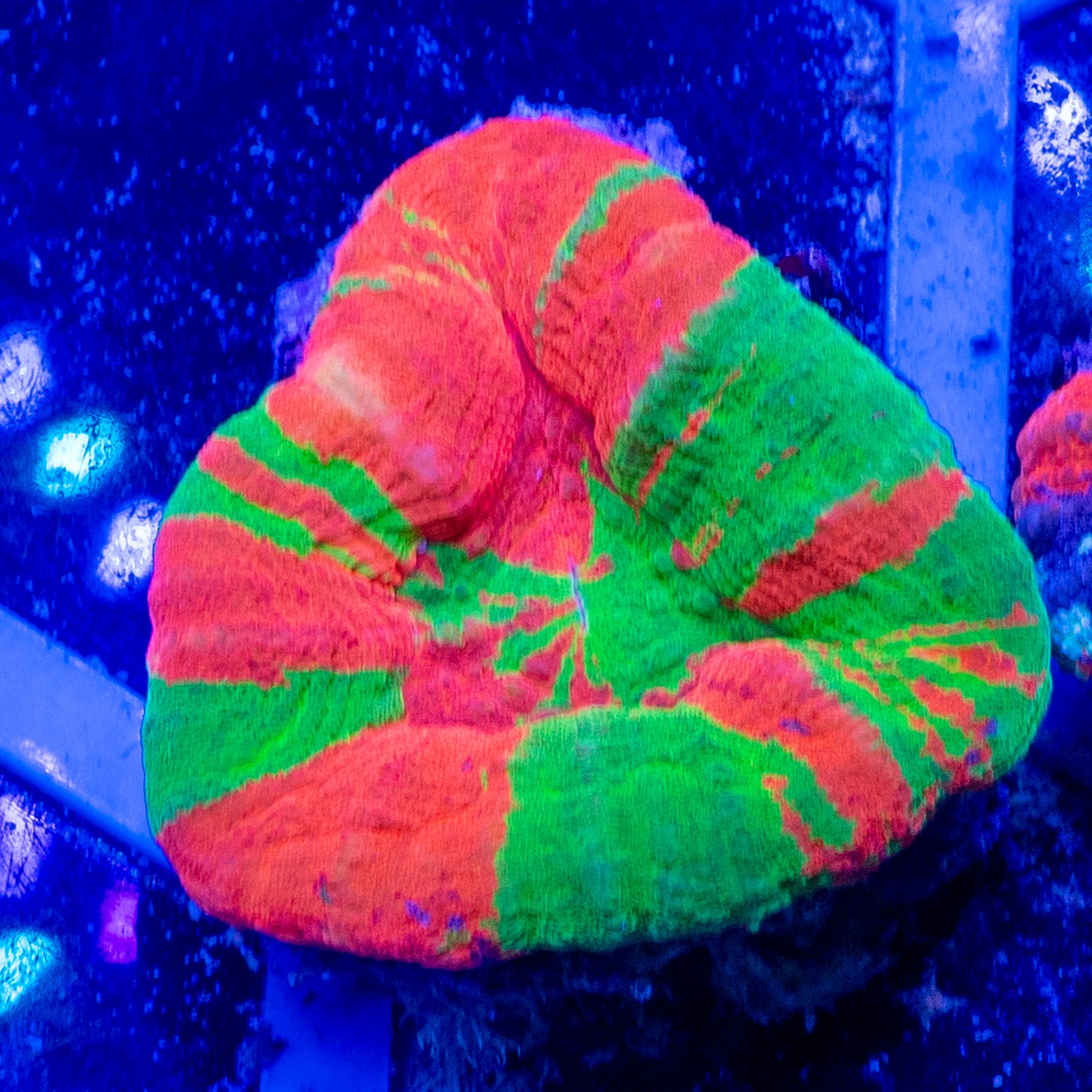 Candy Apple Scolymia