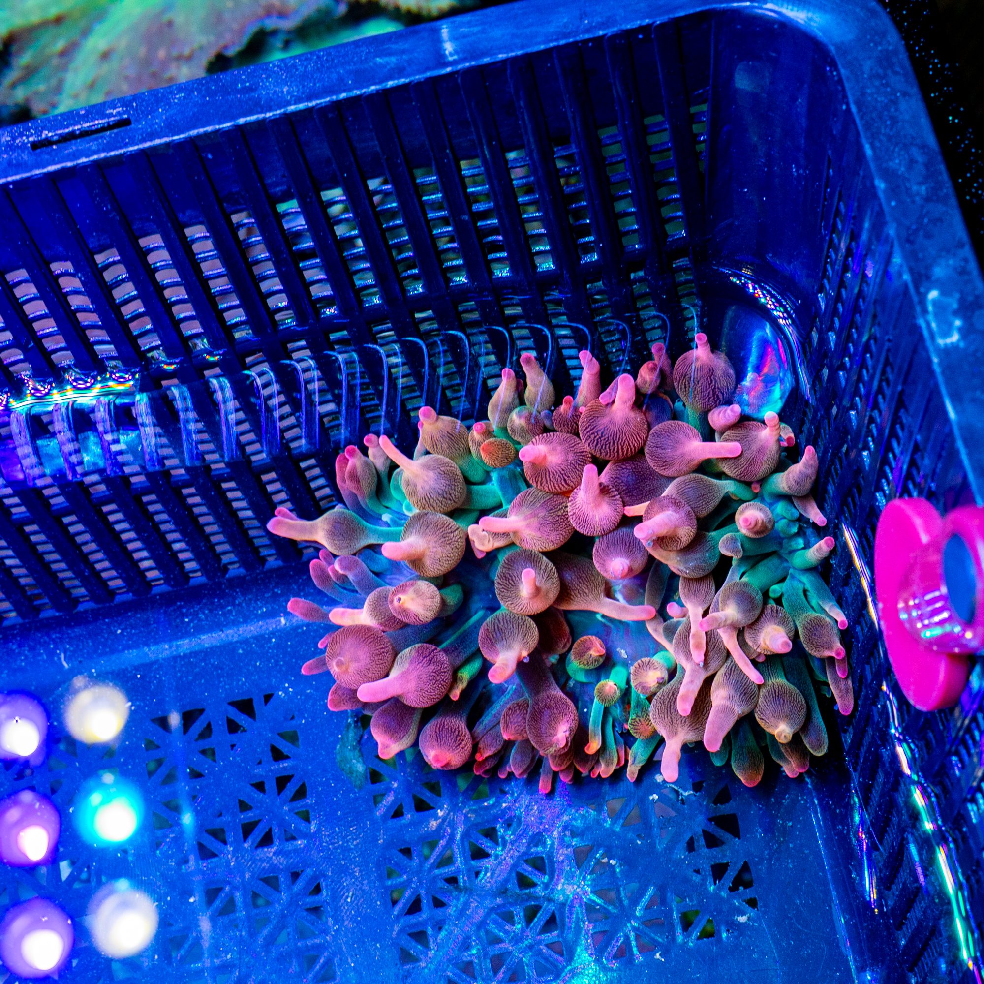 Summer Splice Bubble Tip Anemone