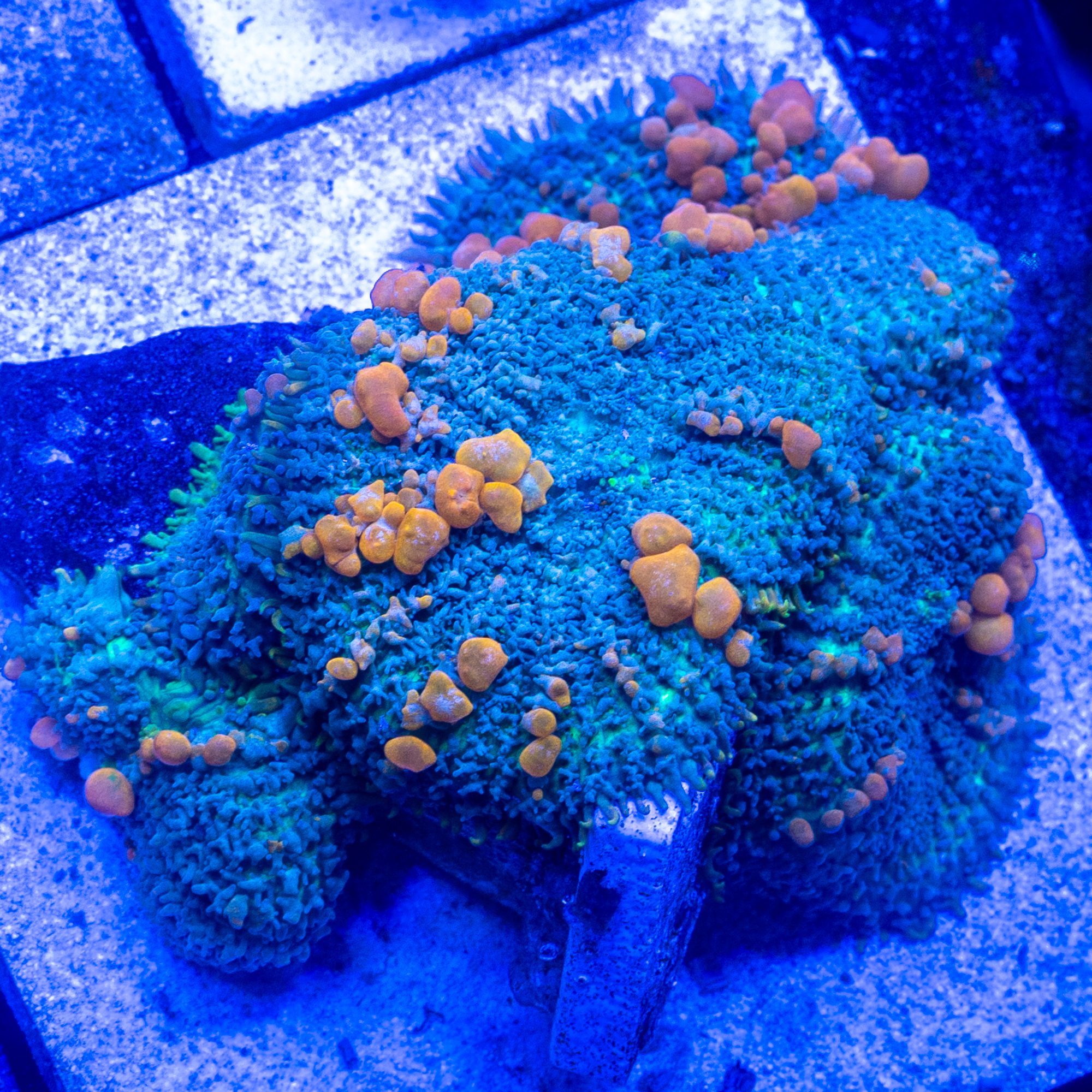 Sunkist Bounce Mushroom