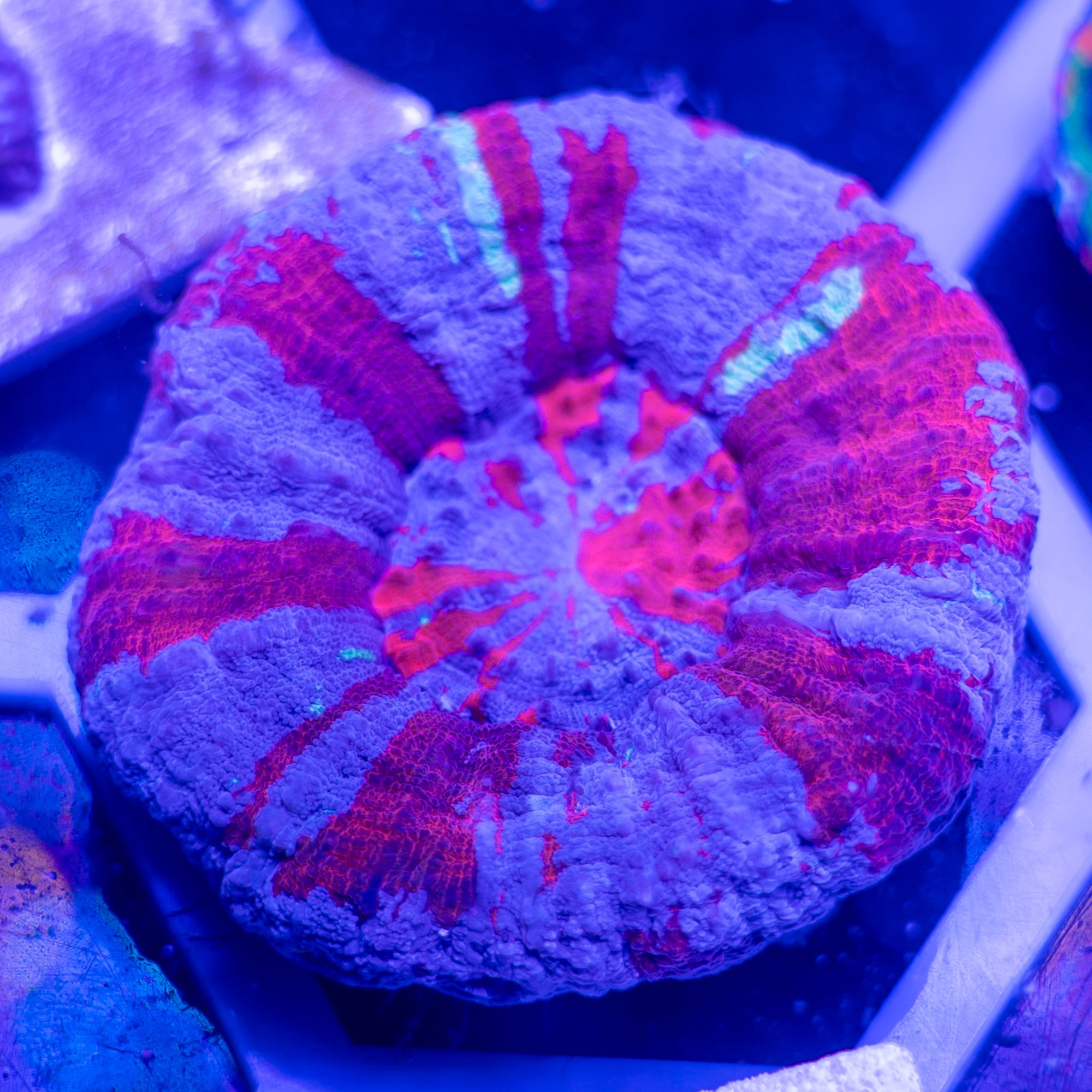 Violet Superman Scolymia
