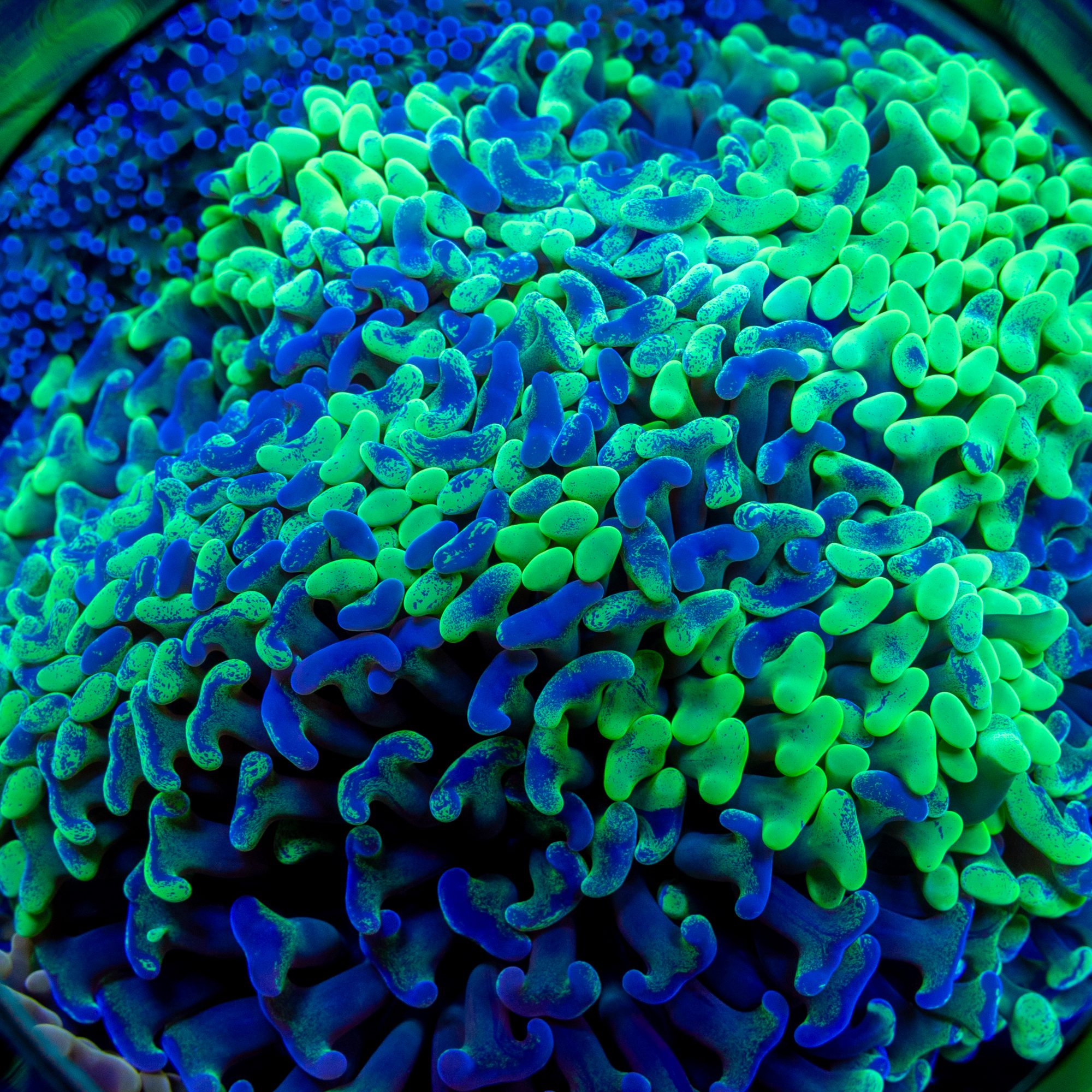Toxic Hammer Colony 2