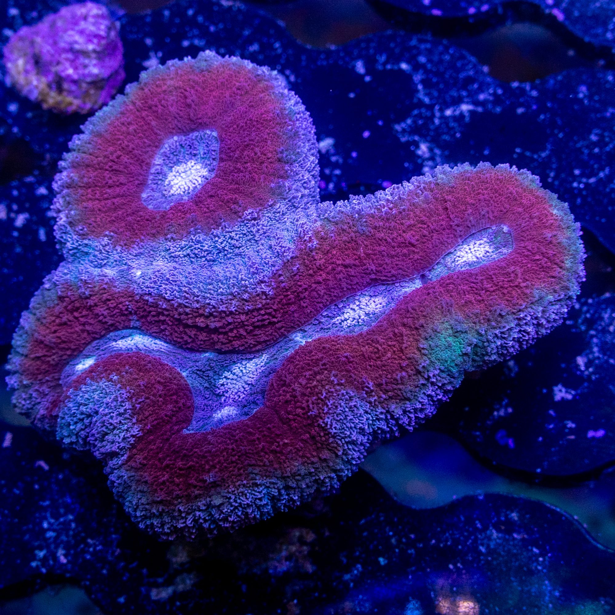 Purple Rim Symphyllia