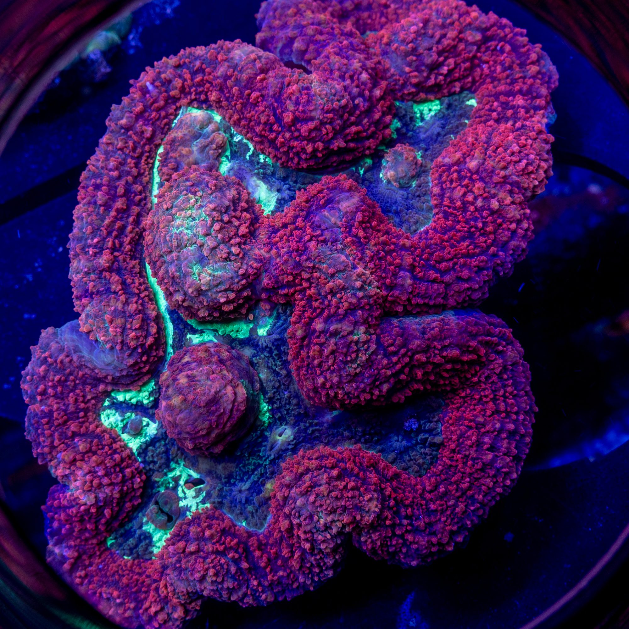 Red Plague Symphyllia