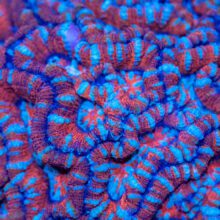 Green Star Polyp Frag | Detroit Reef Club