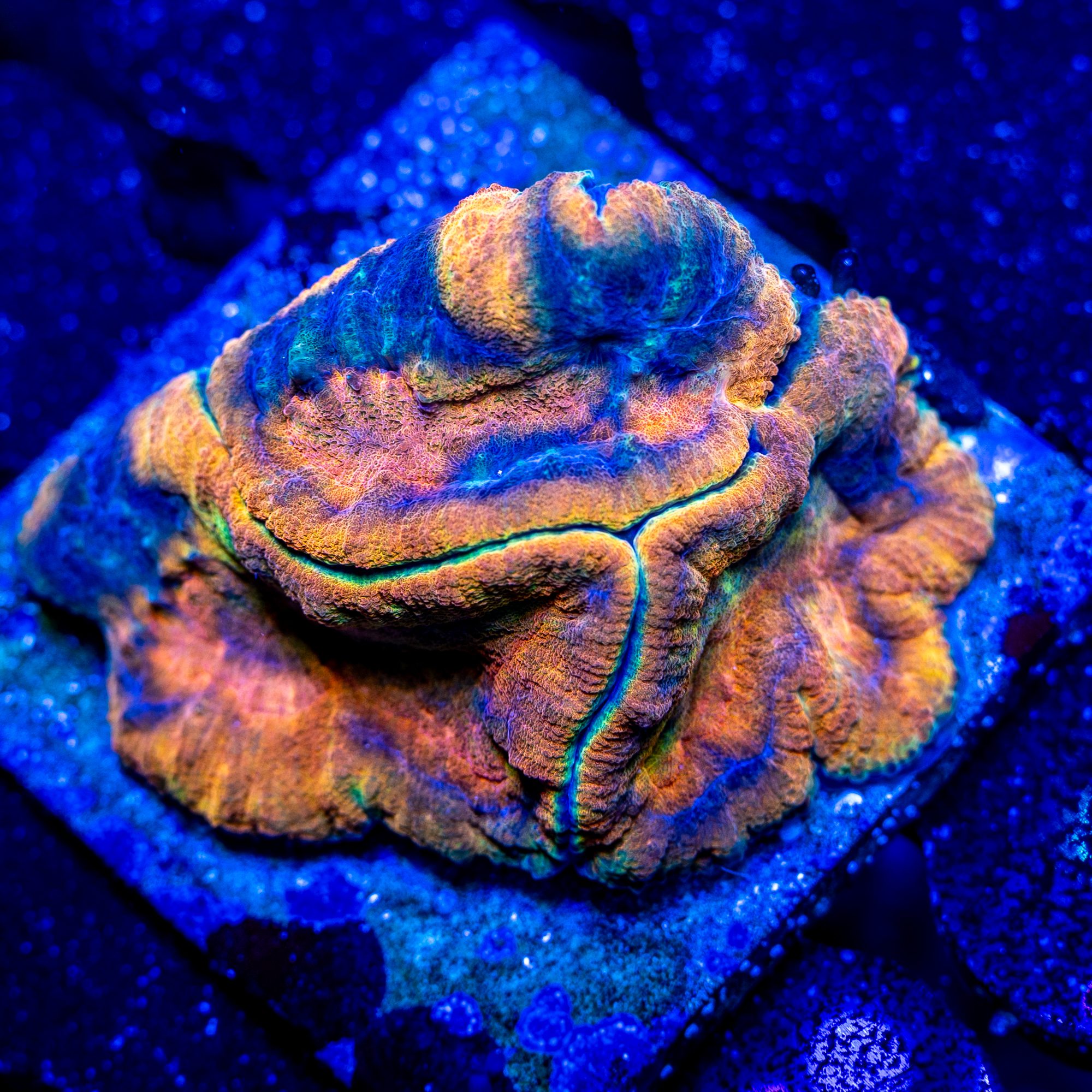 DRC Savage Symphyllia - Image 2