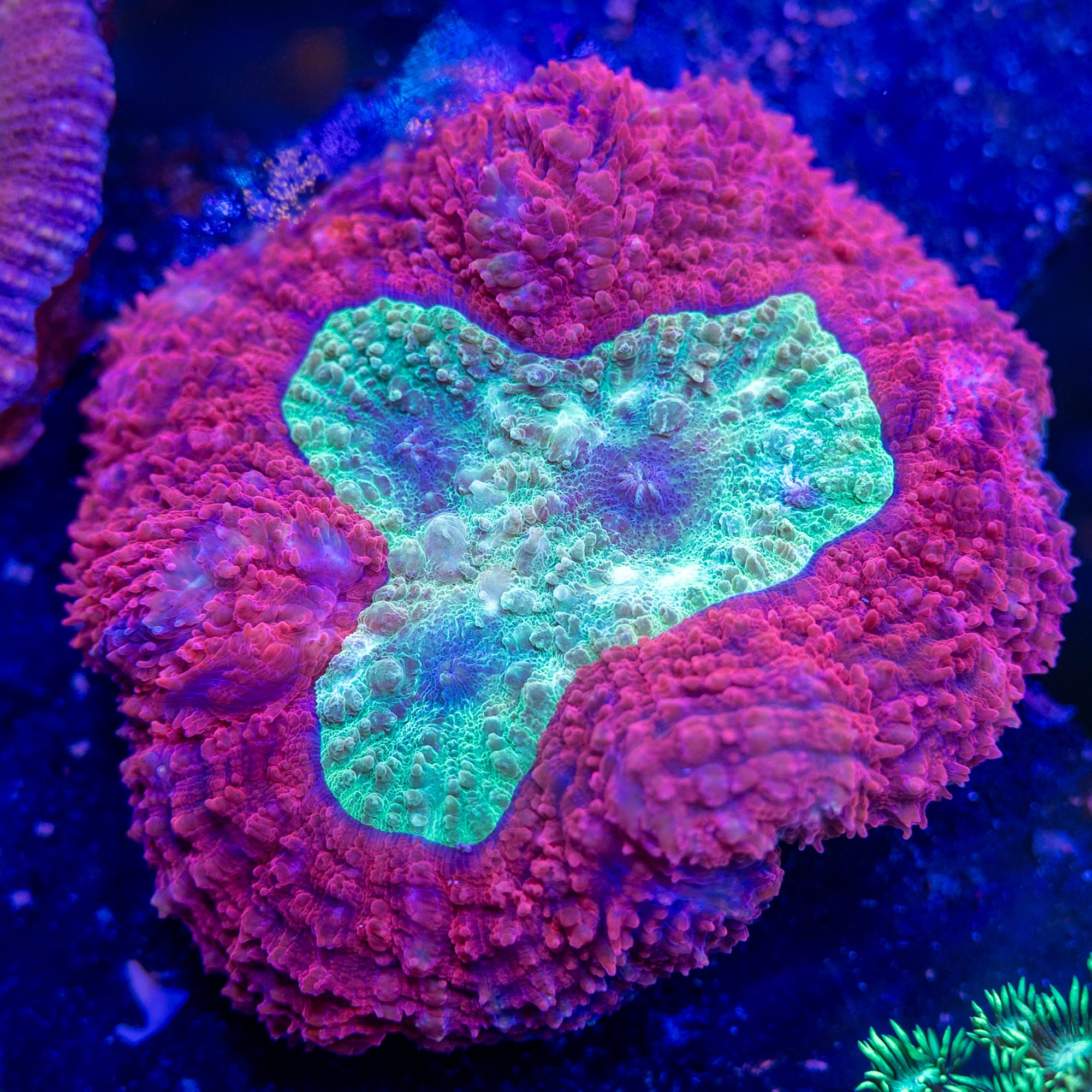 Ultra Pink Rim Sympyllia