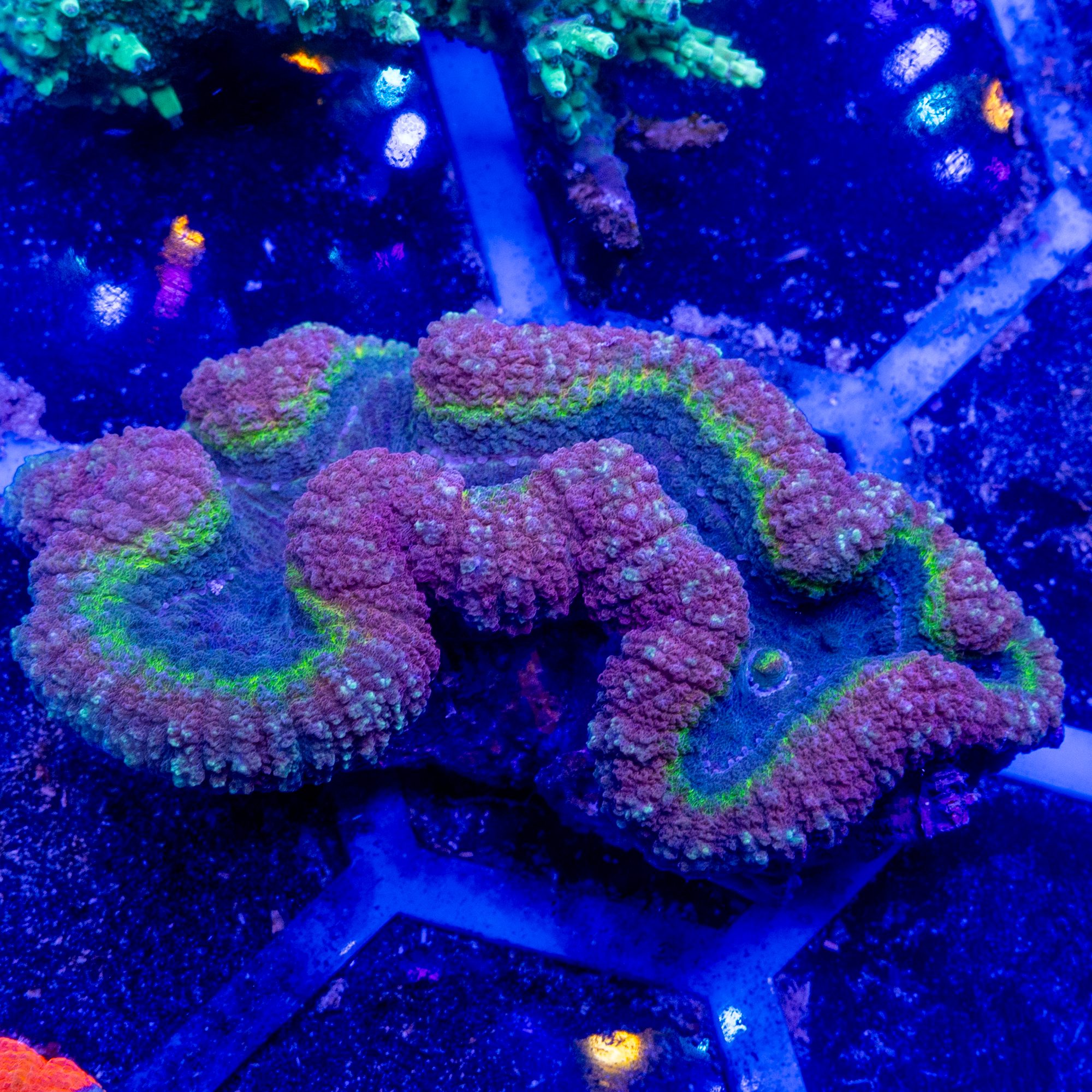 Tricolor Symphyllia