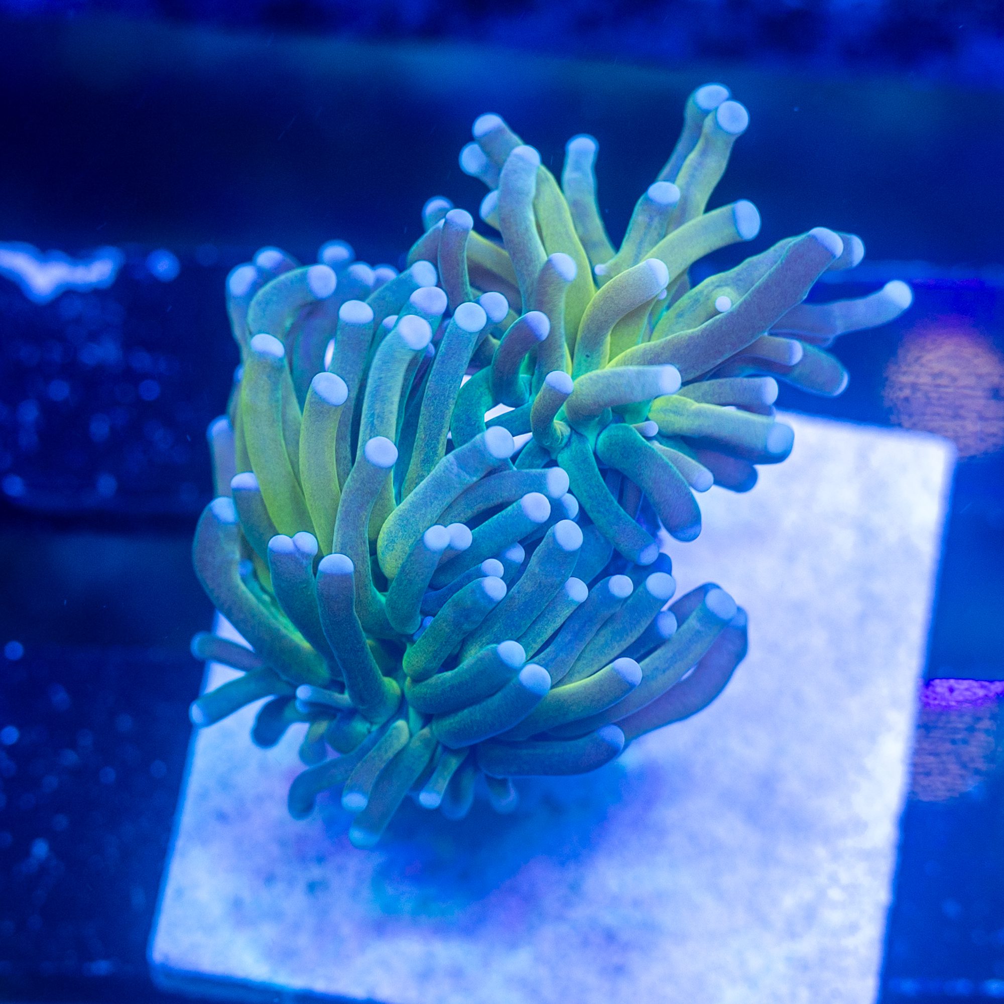 Ultra Tiger Grail Torch