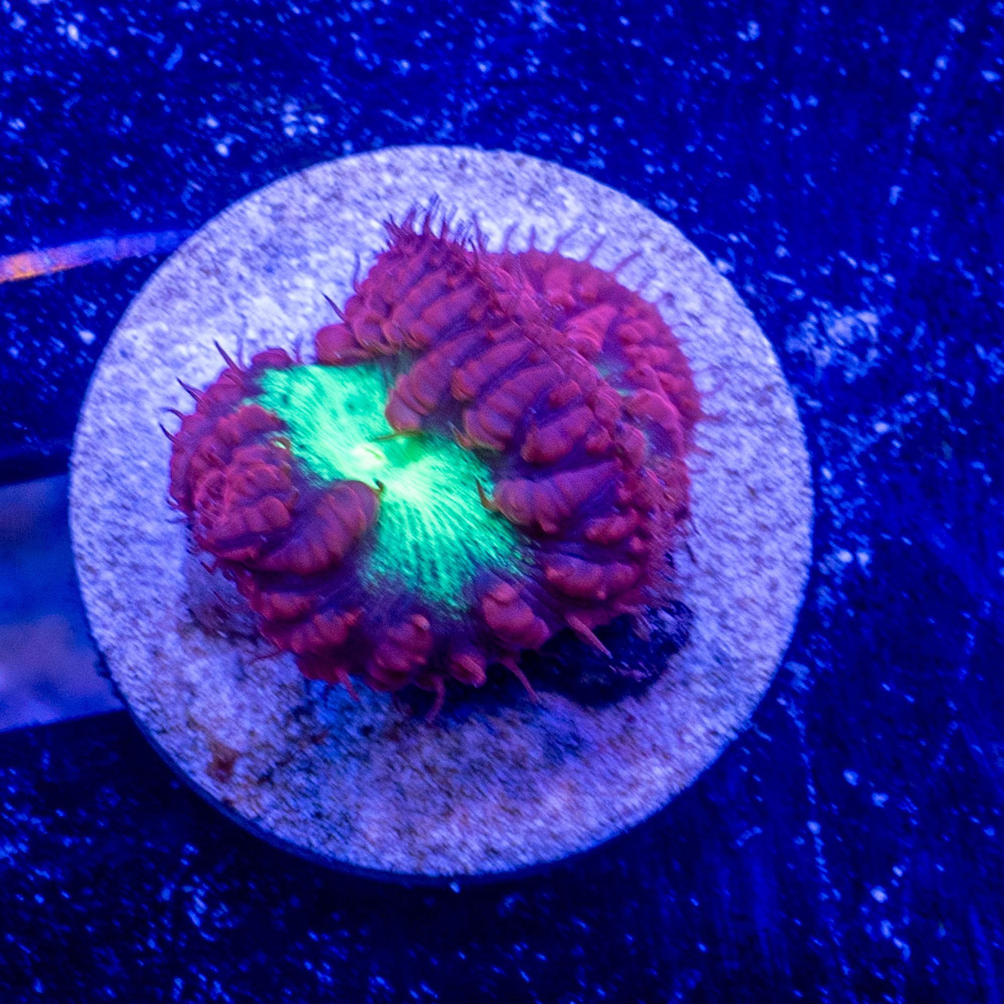 Classic Red Pico Blasto