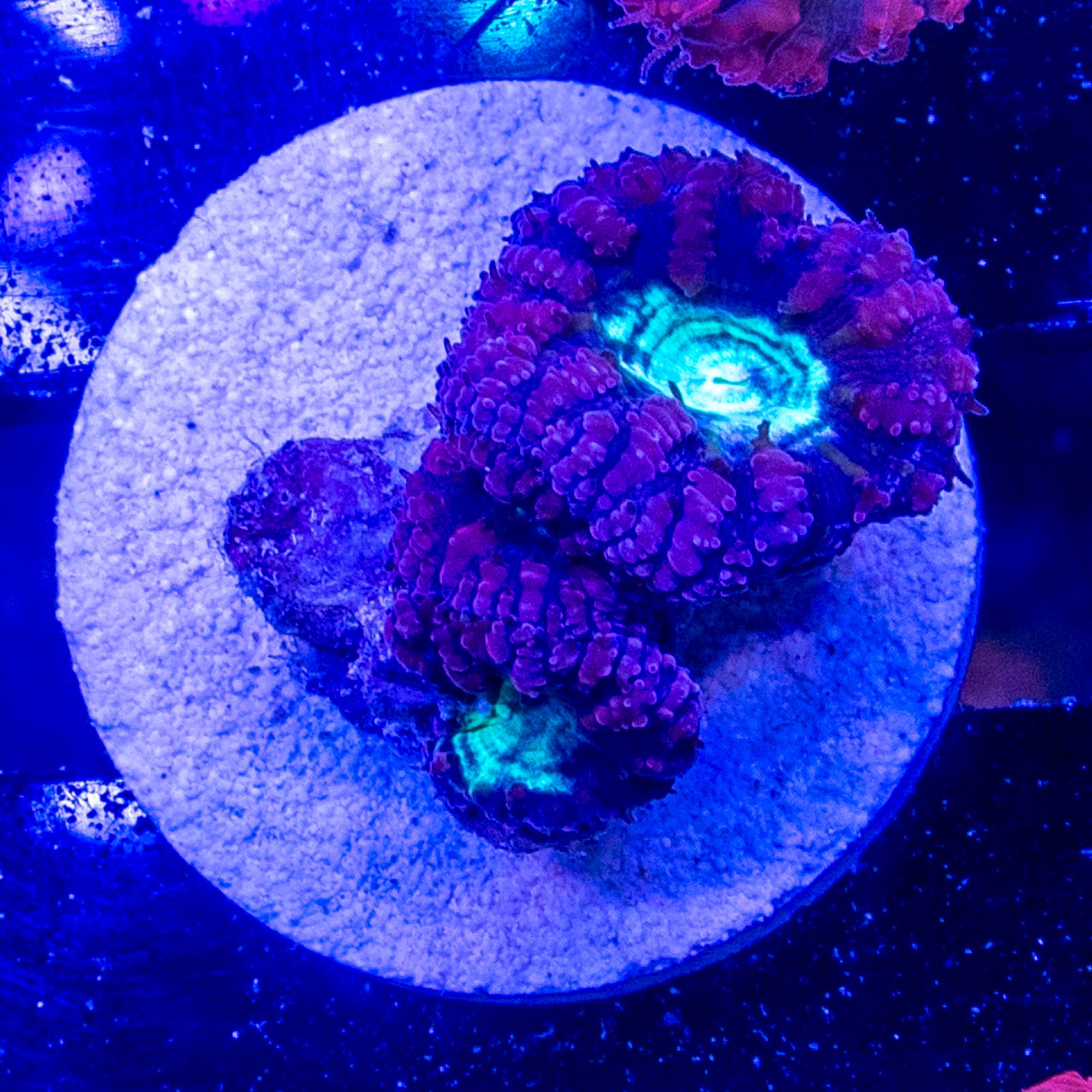 Ultra Violet Blasto Frag
