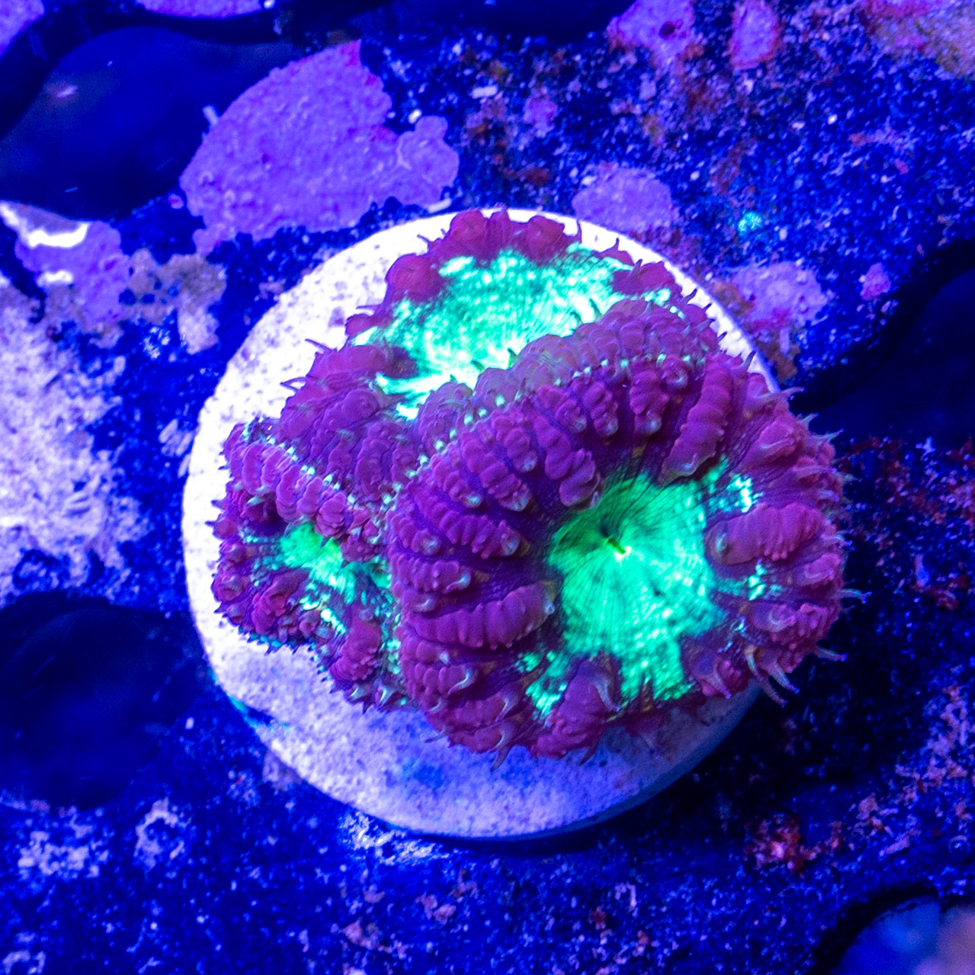 Passion Guava Blasto 2