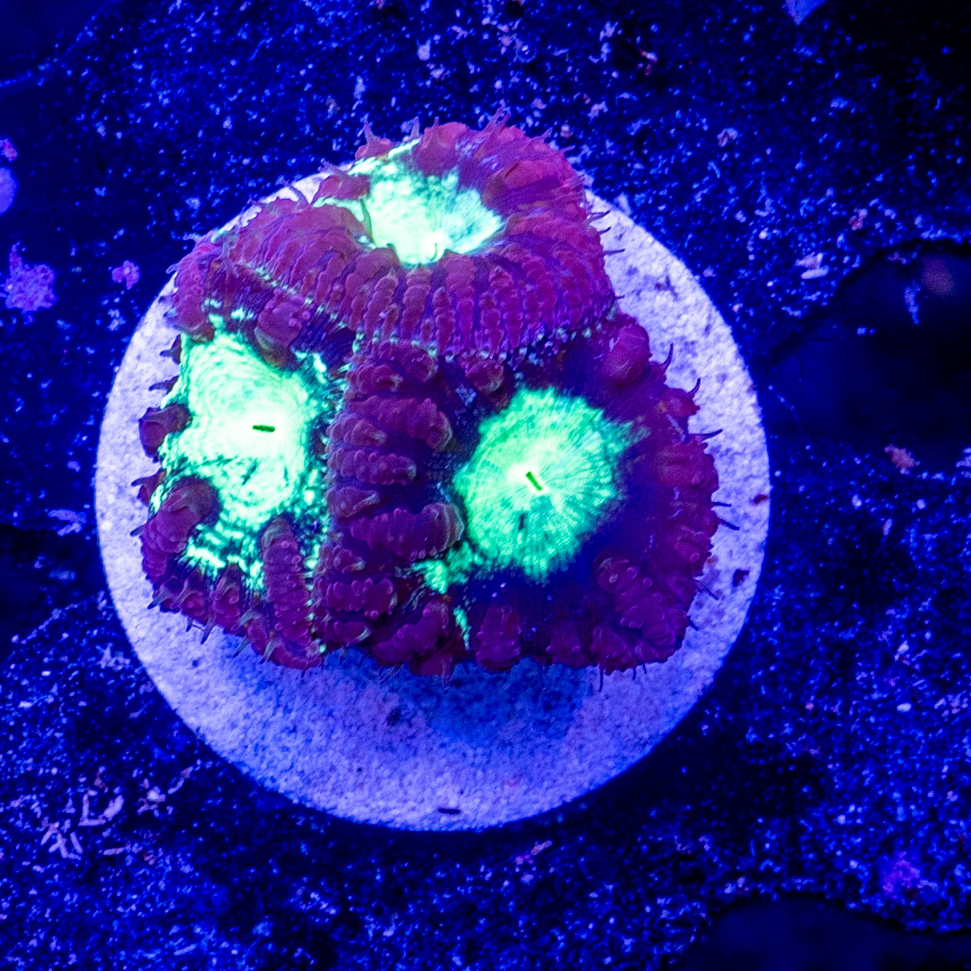 Passion Guava Blasto 1