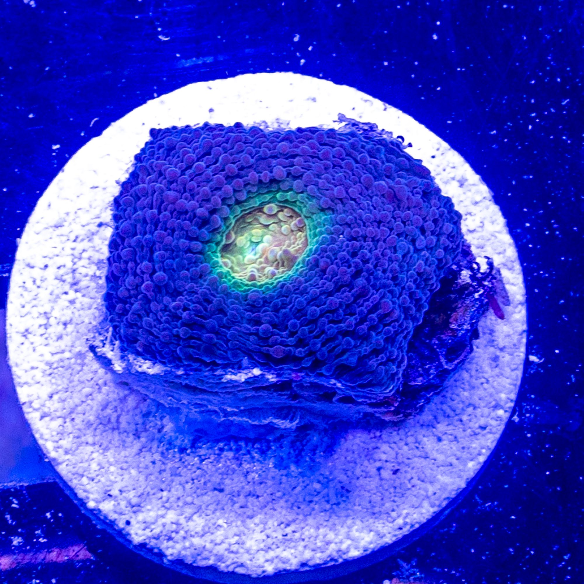 Golden Eye Pico Echinata 2