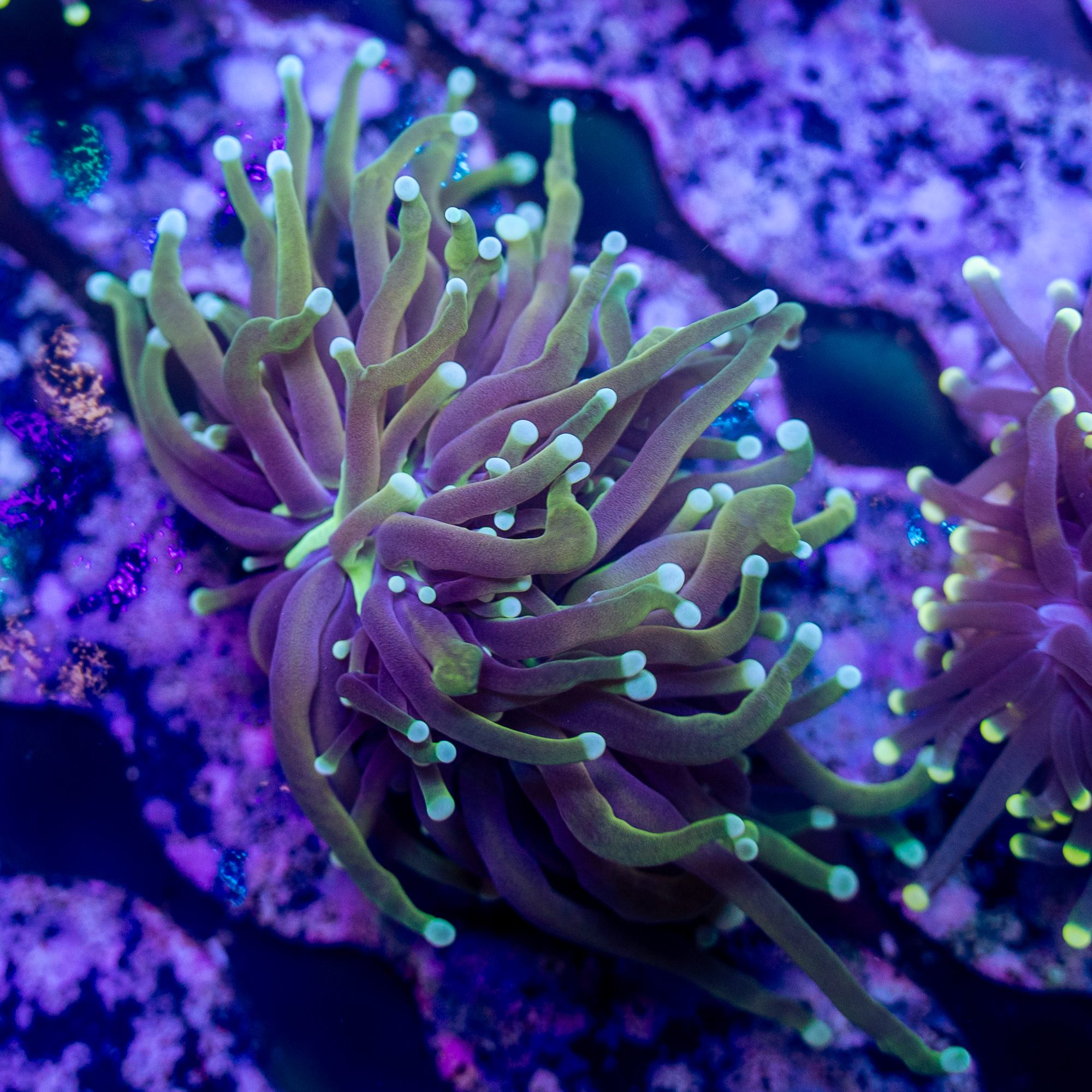 City Slicker Hellfire Torch