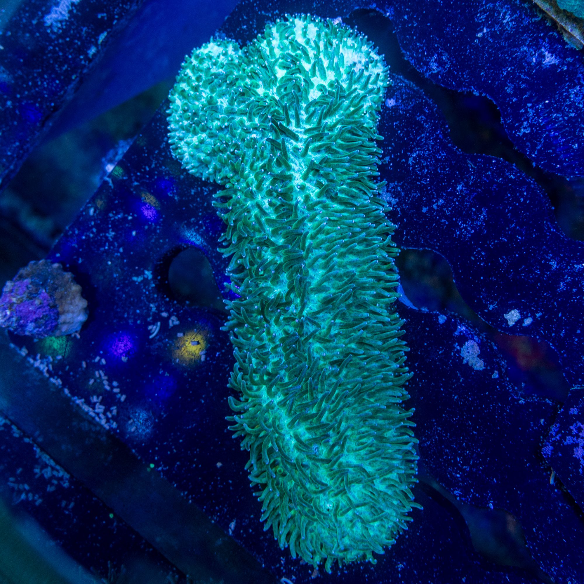 Green Rooster Tounge Coral