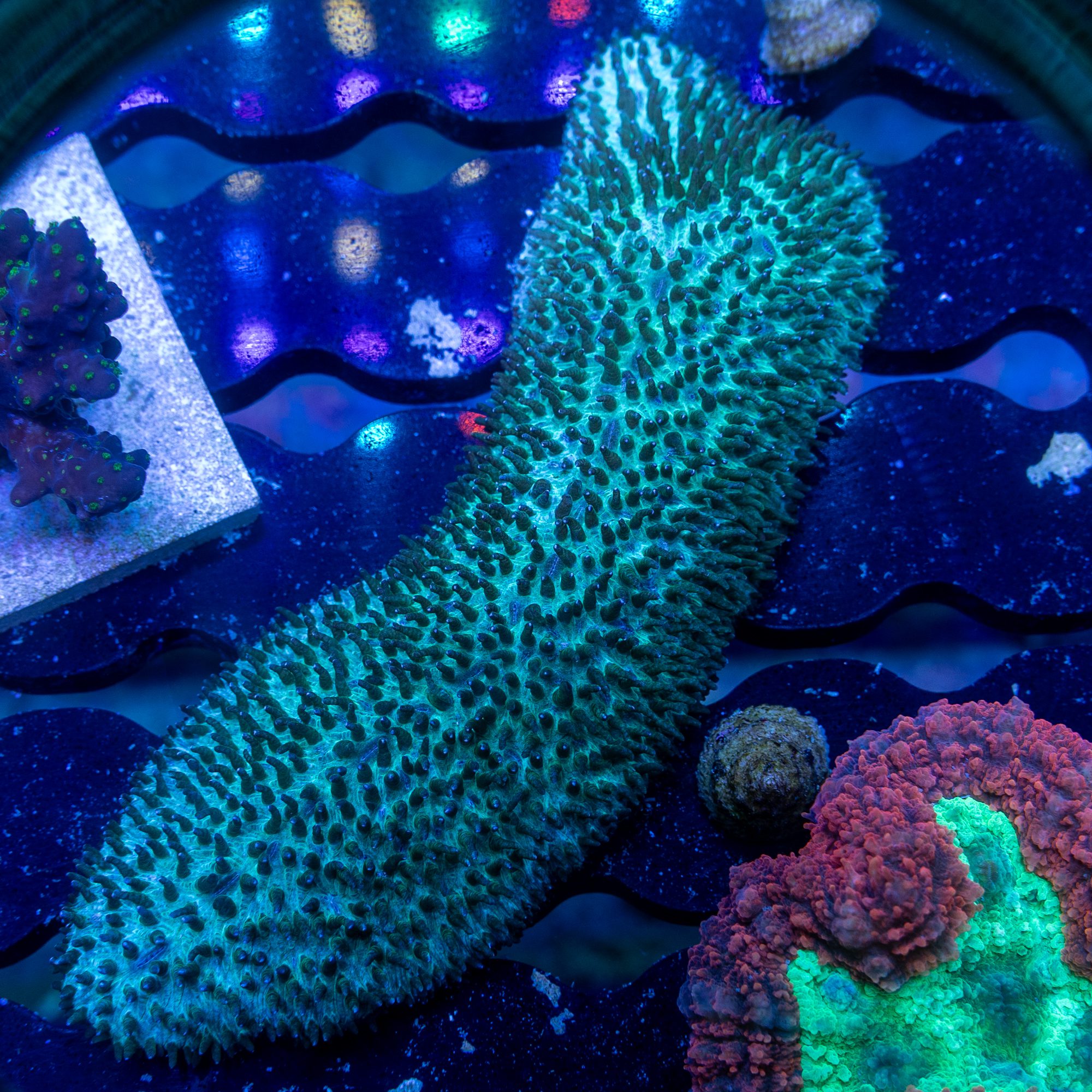 Mean Green Tounge Coral