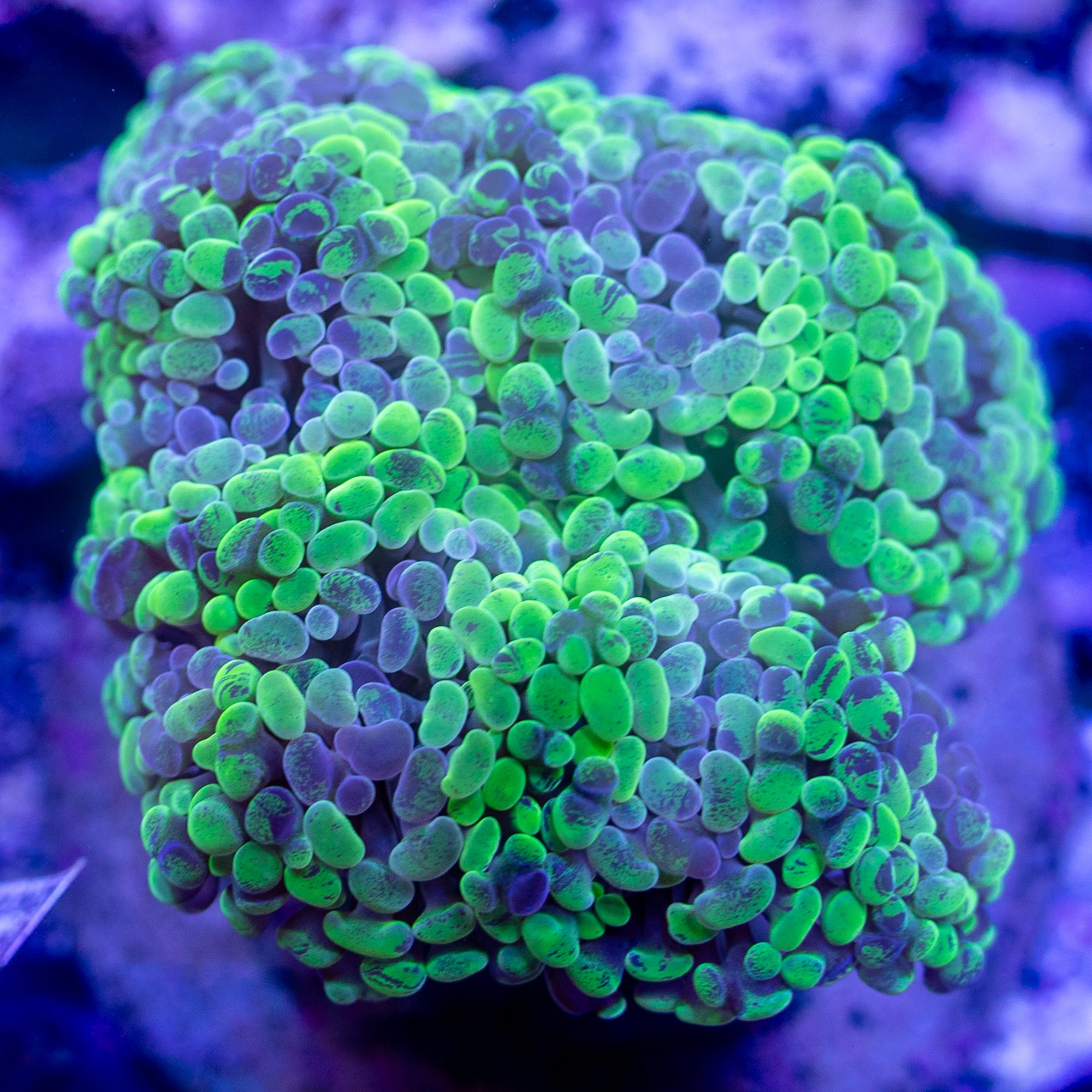 Acid Cloud Hammer Coral