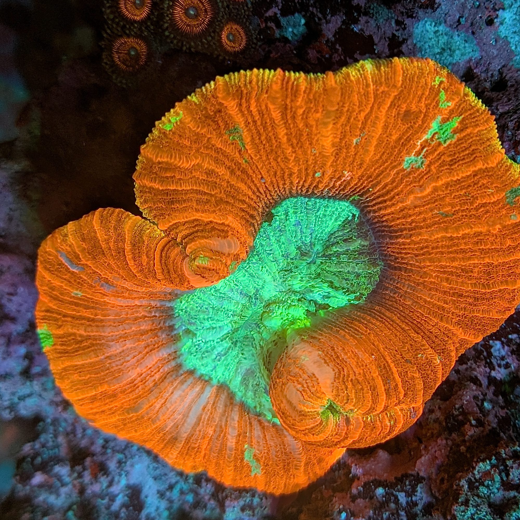 Ruby Rim Trachyphyllia