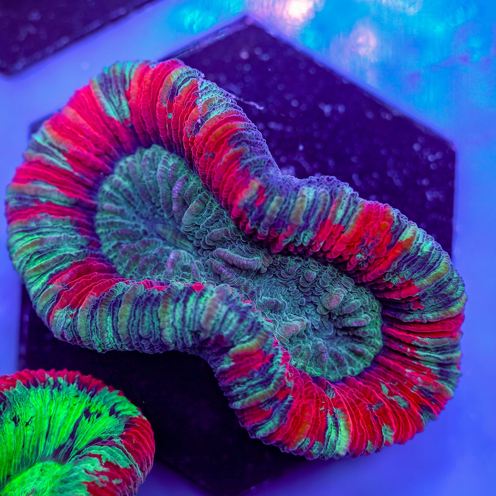 Pink Gemstone Trachyphyllia