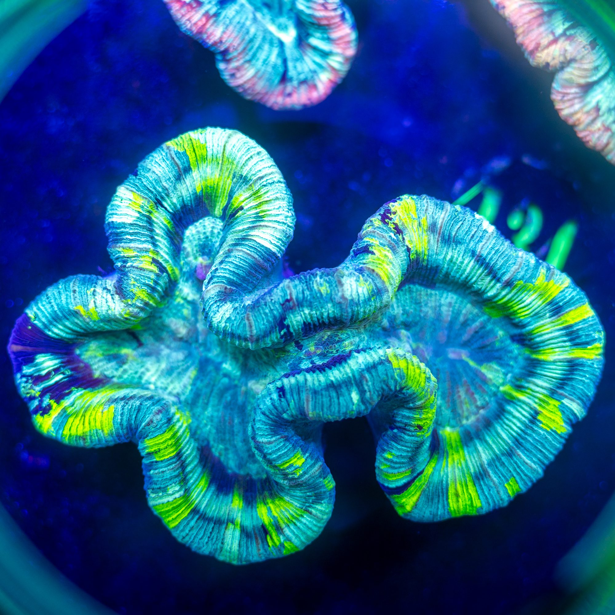 Lime Light Trachyphyllia