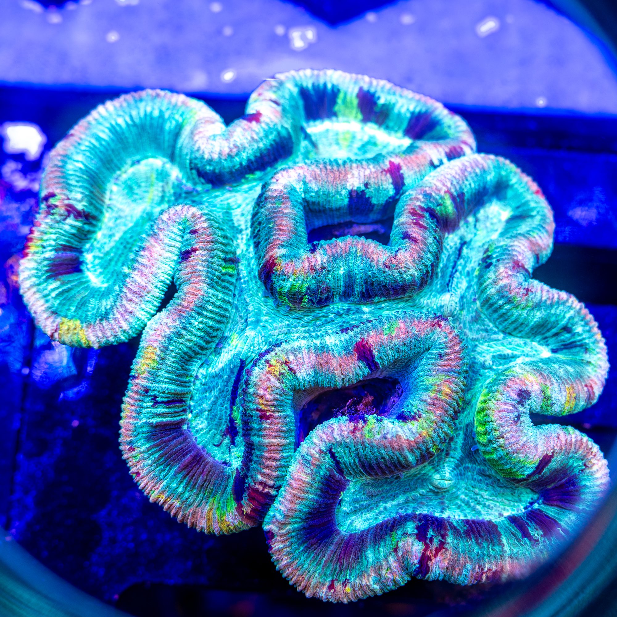 Pangea Trachyphyllia