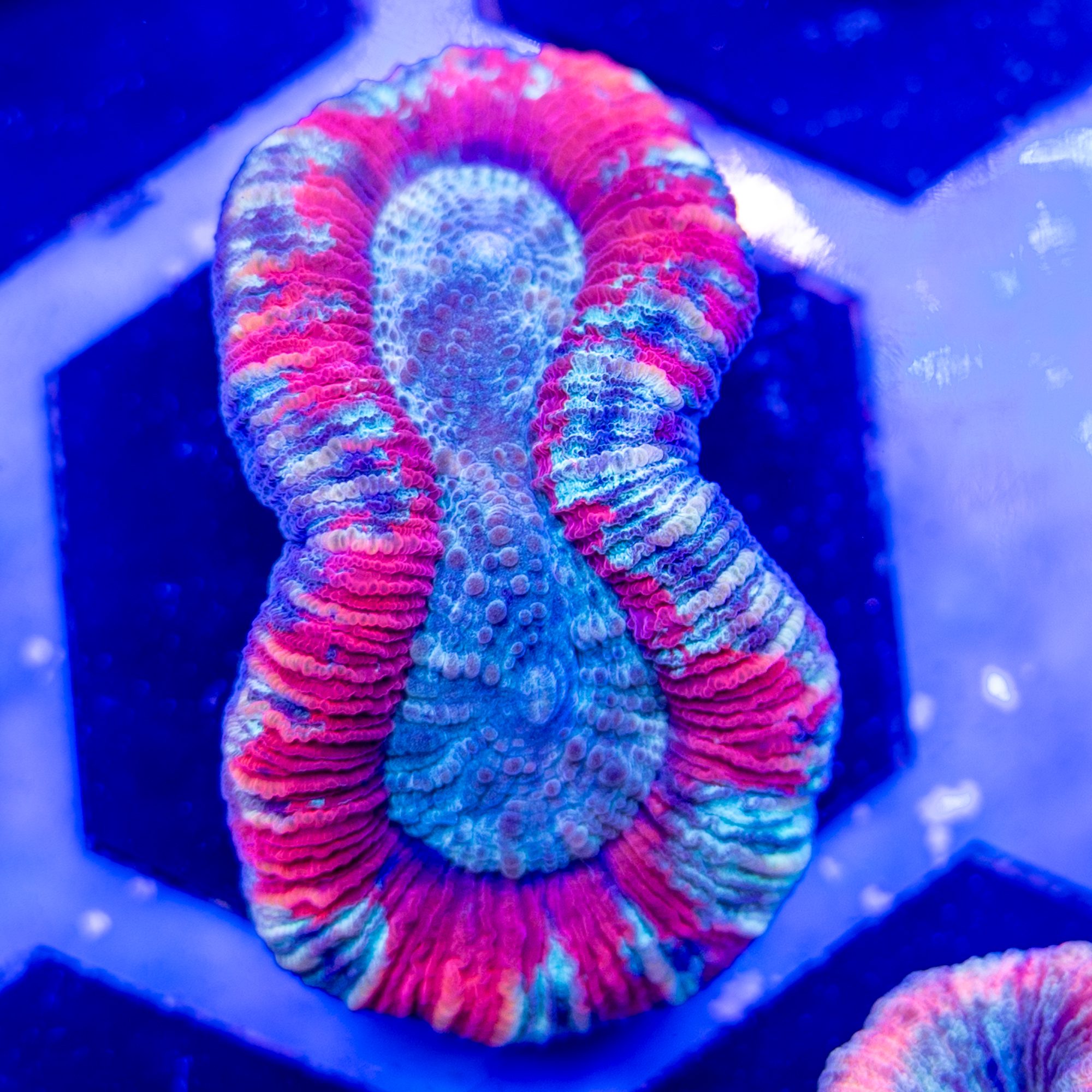 Summertime Sadness Trachyphyllia