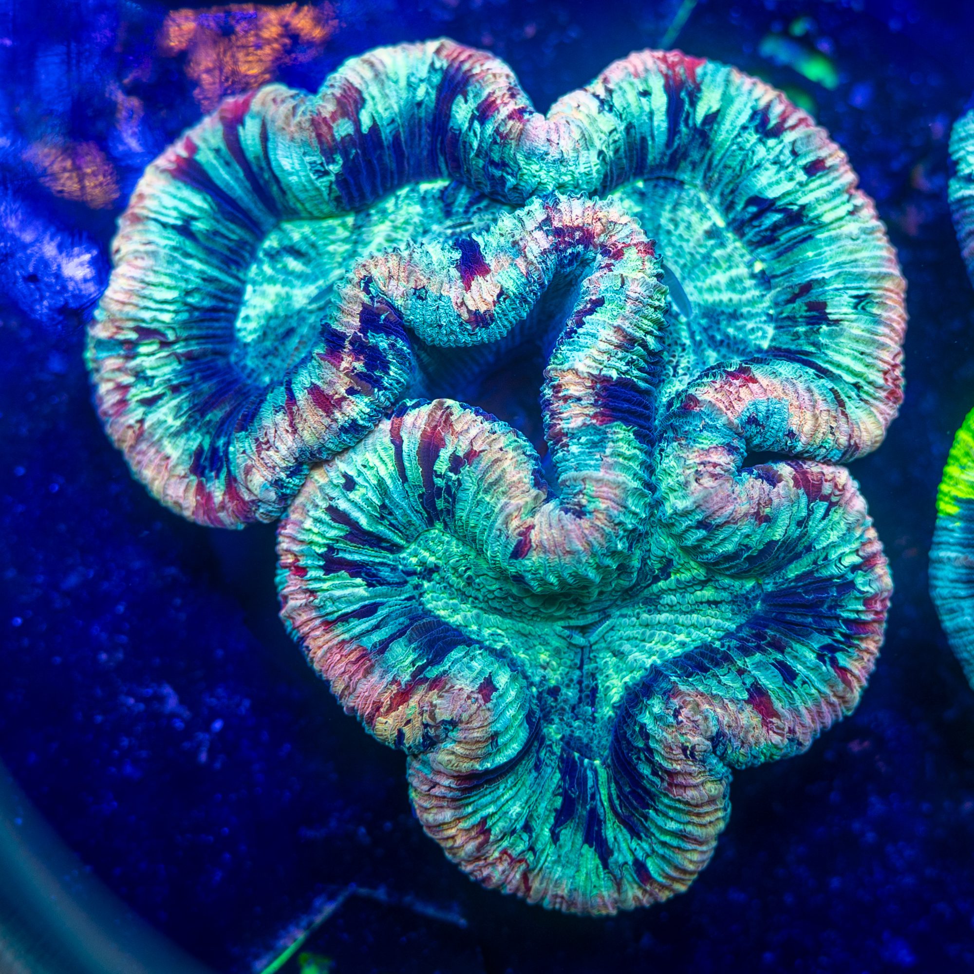 Peach Ring Trachyphyllia