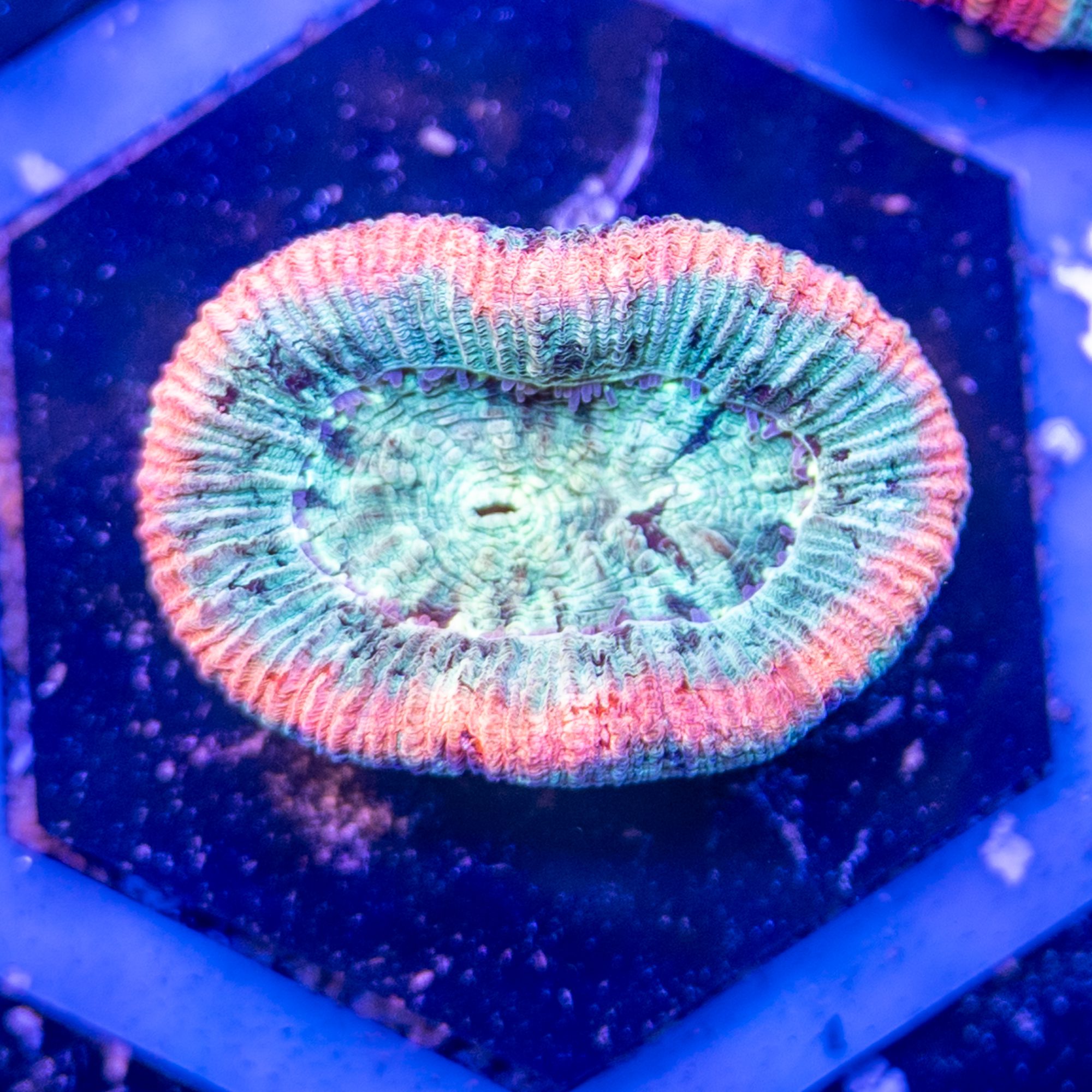 Pink Band 2 Trachyphyllia