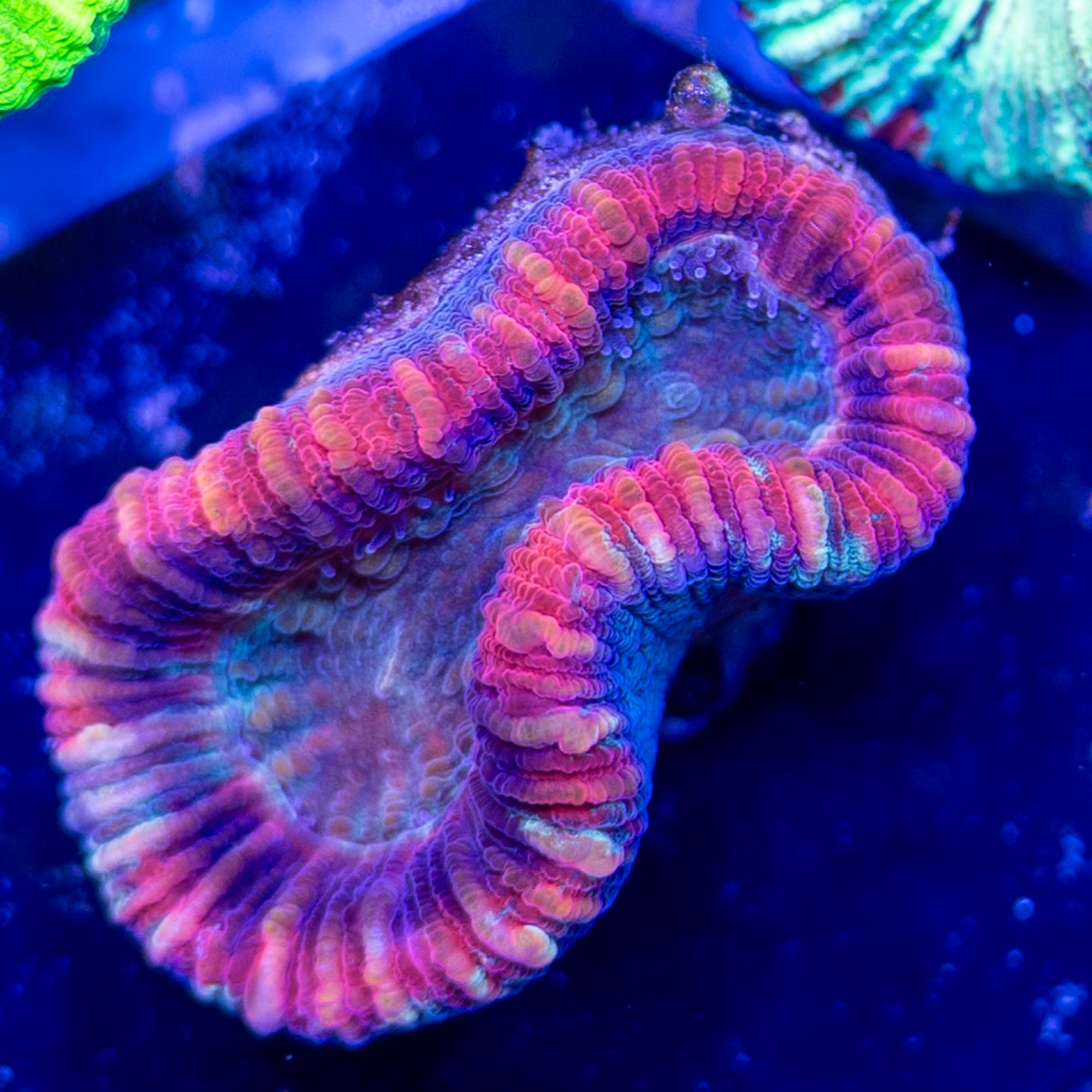 Crimson Croc Trachyphyllia