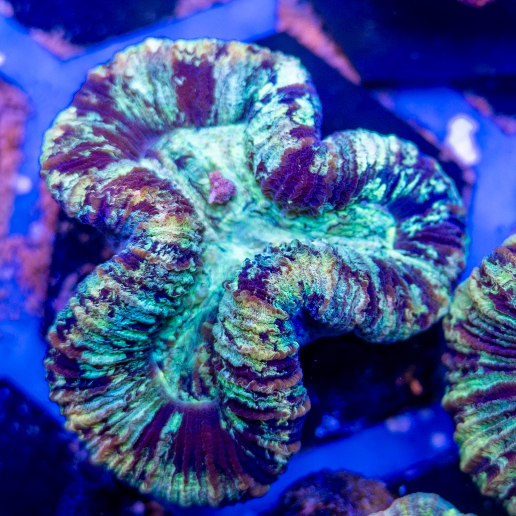 Rainbow Matrix Trachyphyllia