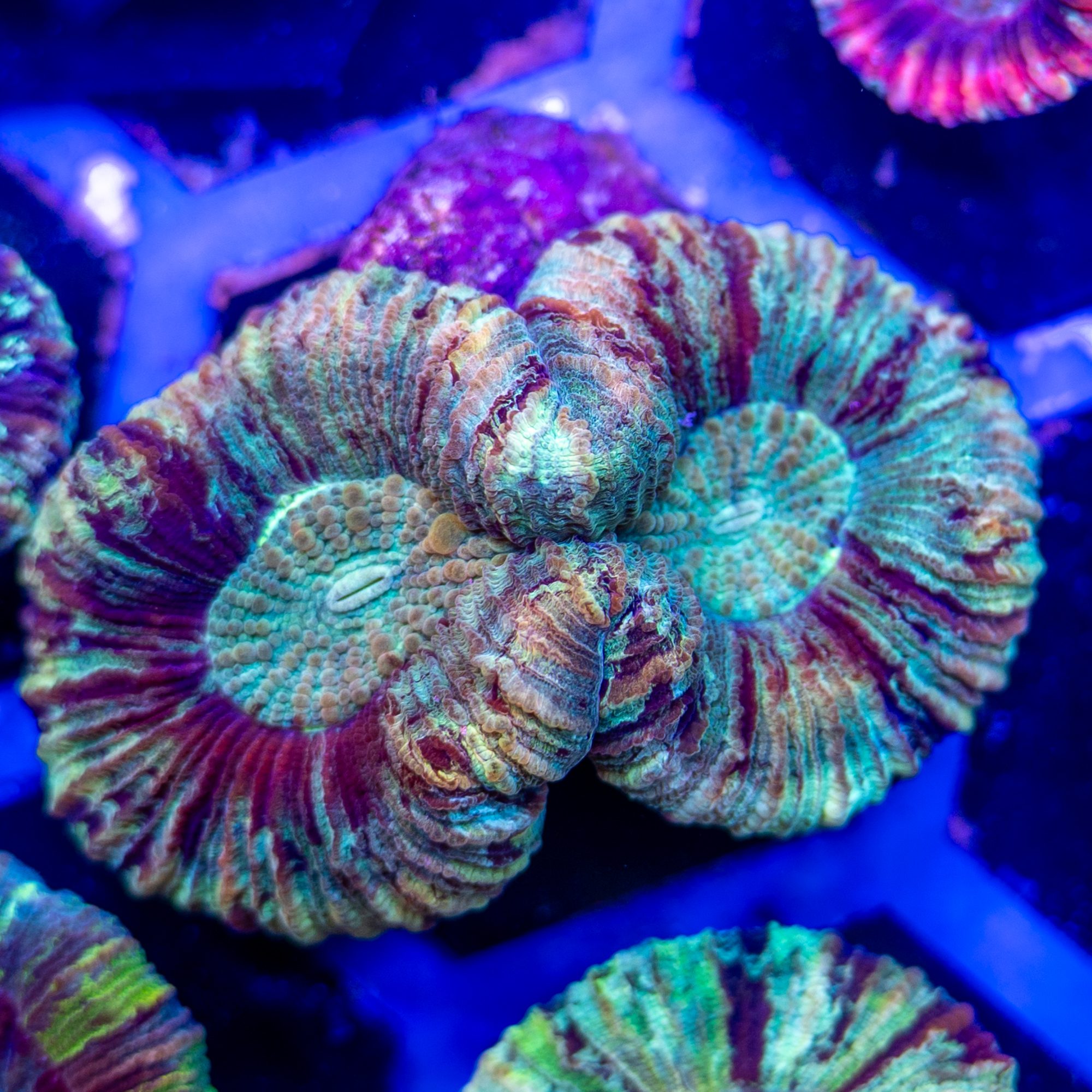 Ultra Canary Trachyphyllia