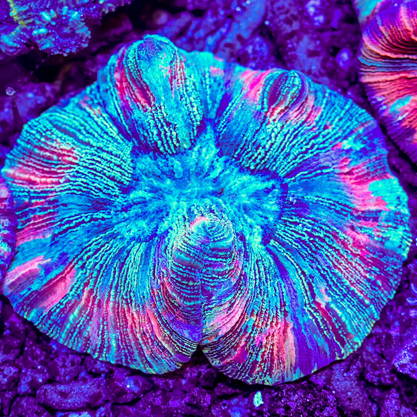 Rainbow Matrix Trachyphyllia