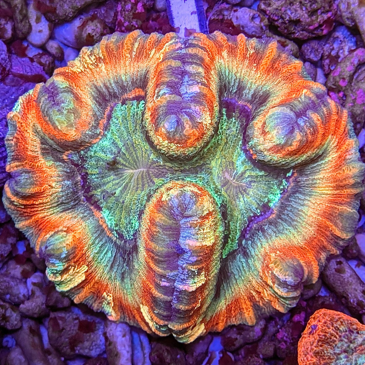 Heat Waves Trachyphyllia