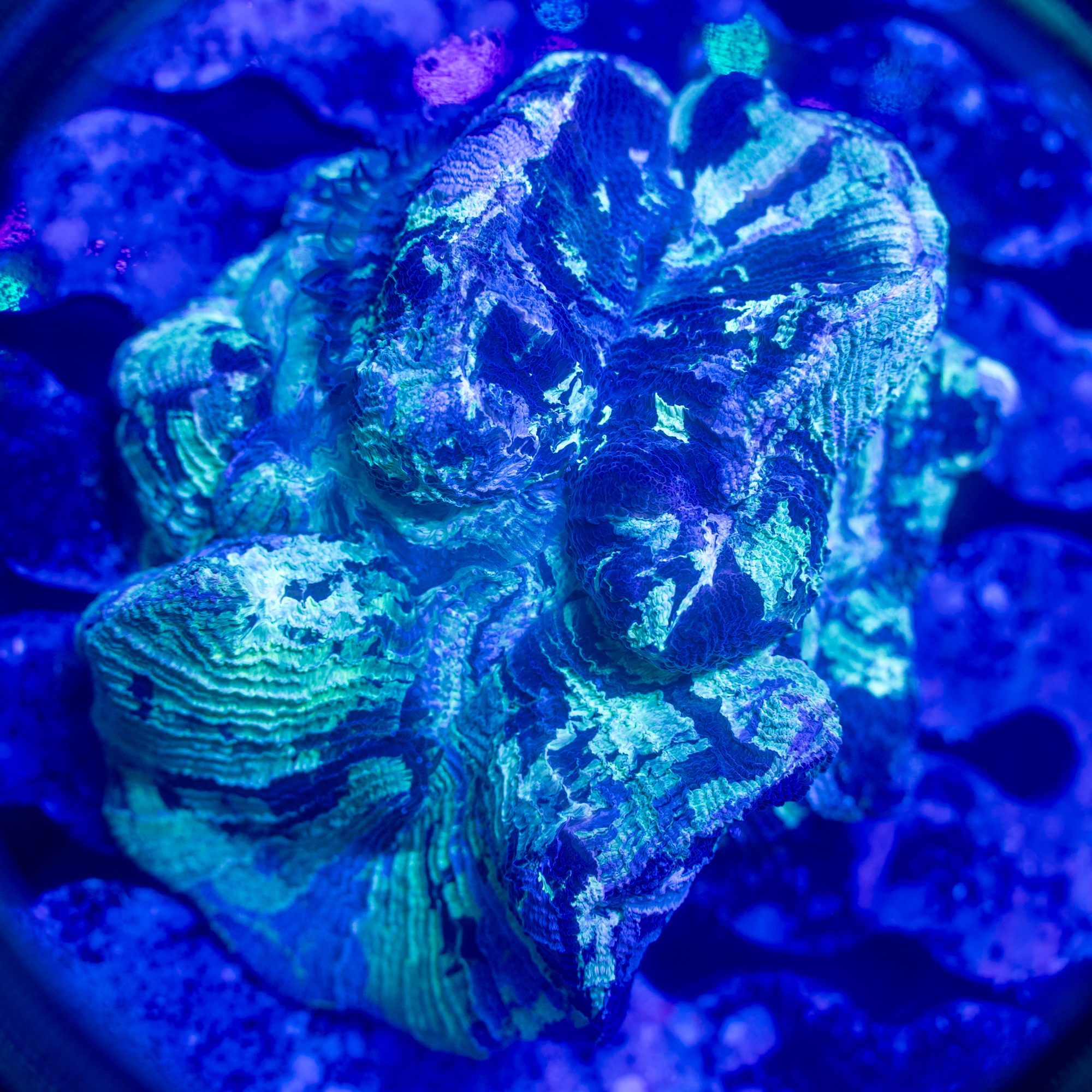 Terra Nova Trachyphyllia