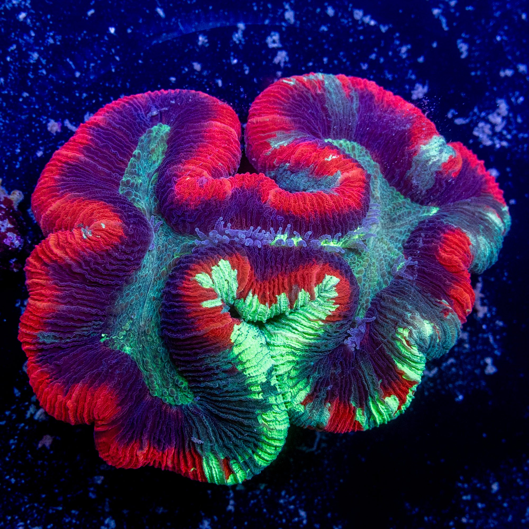 Power Surge Trachyphyllia