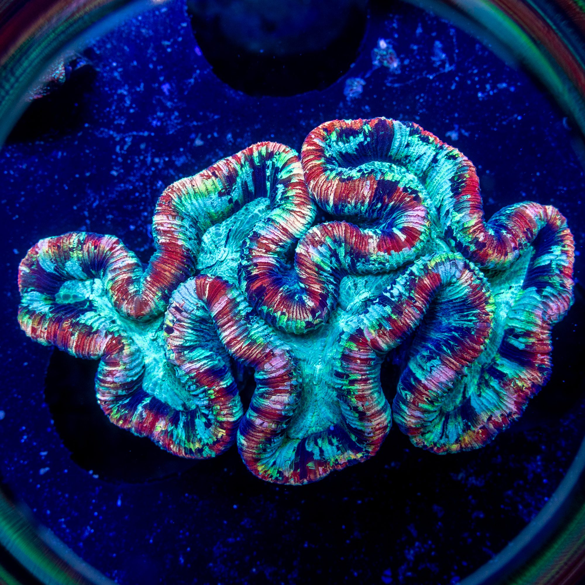 Tie Dye Master Trachy