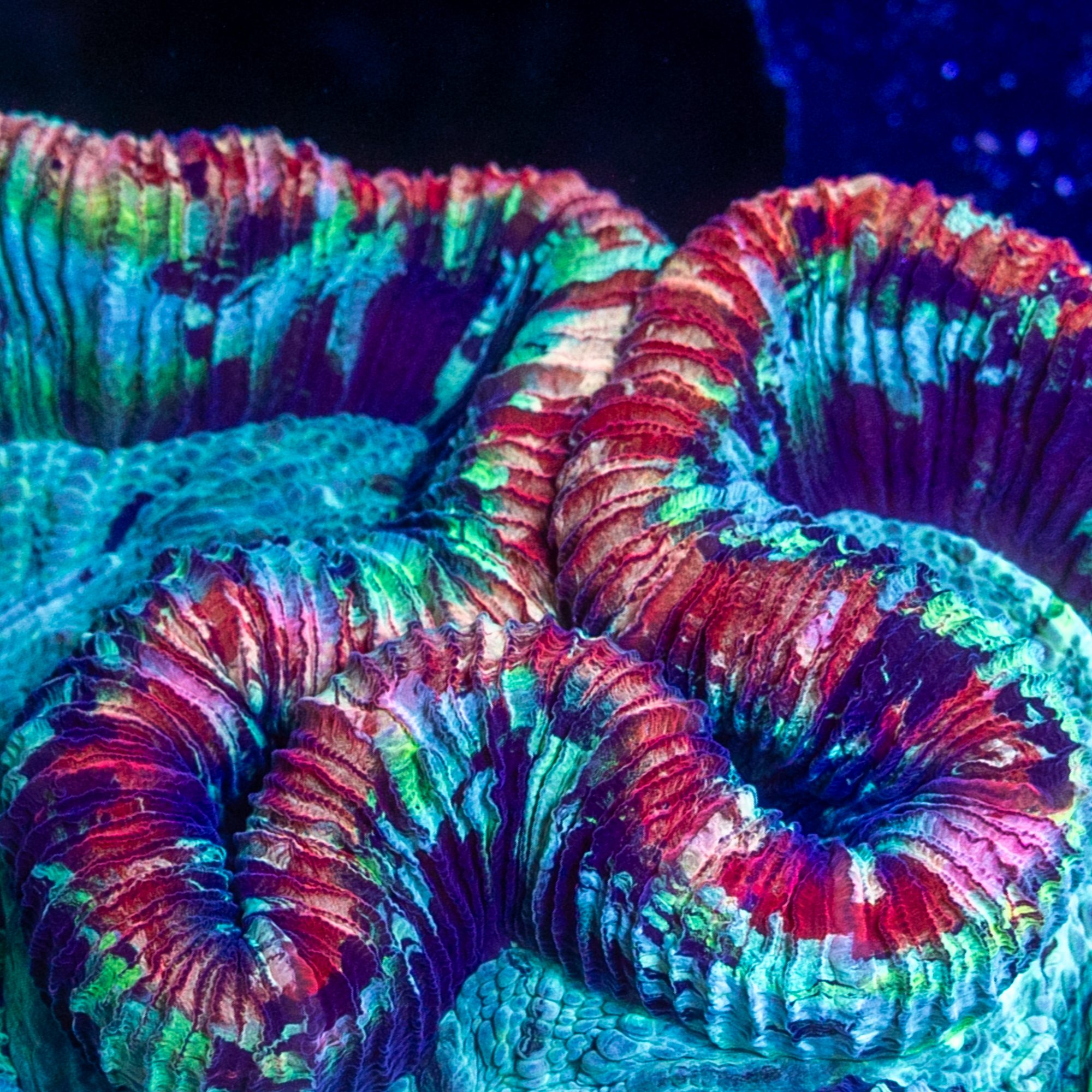 Tie Dye Master Trachy - Image 2